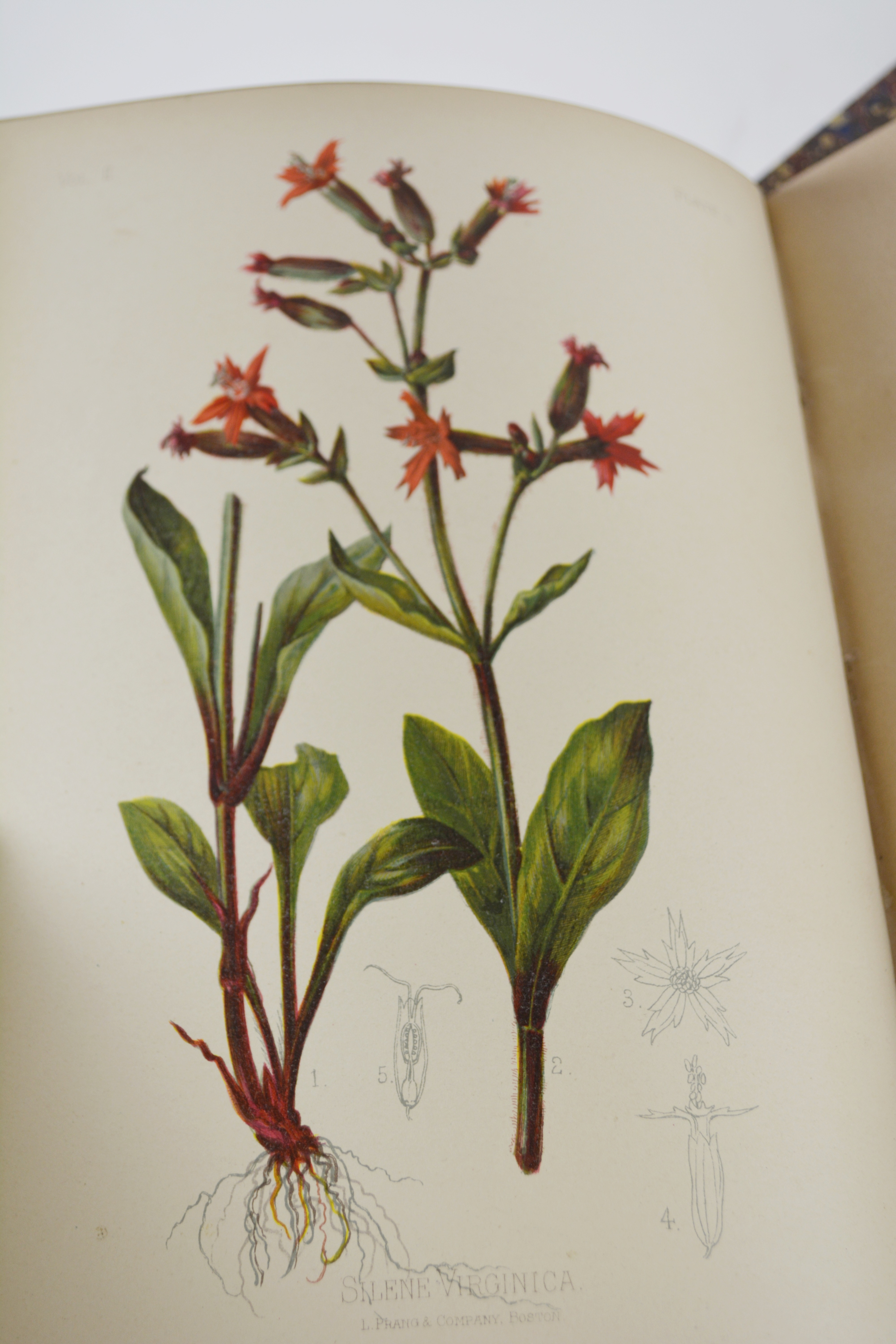 Antique 1879 Thomas Meehan "The Native Flowers and Ferns of the United States" Hardcover Books Vol. I&II