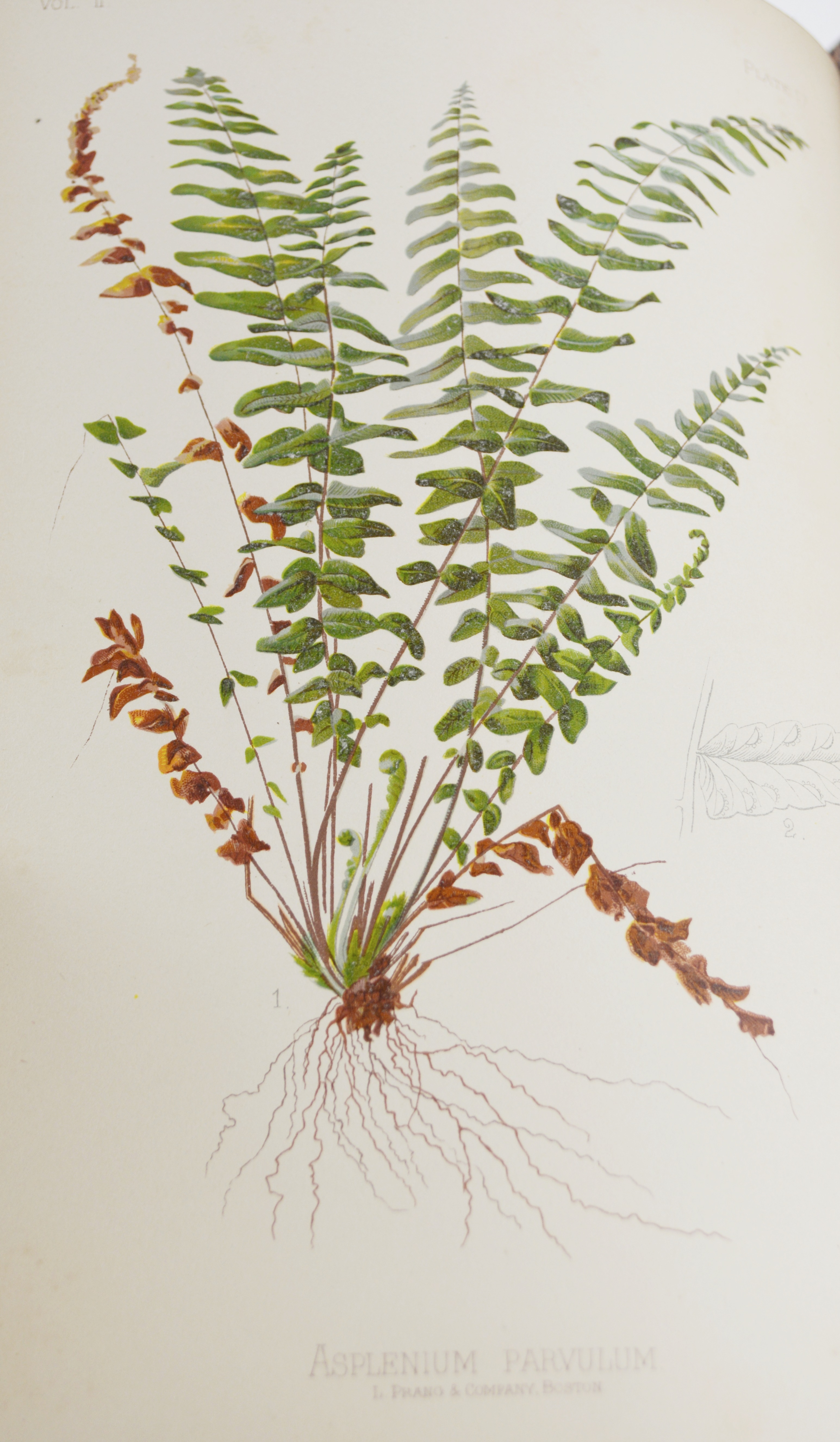 Antique 1879 Thomas Meehan "The Native Flowers and Ferns of the United States" Hardcover Books Vol. I&II