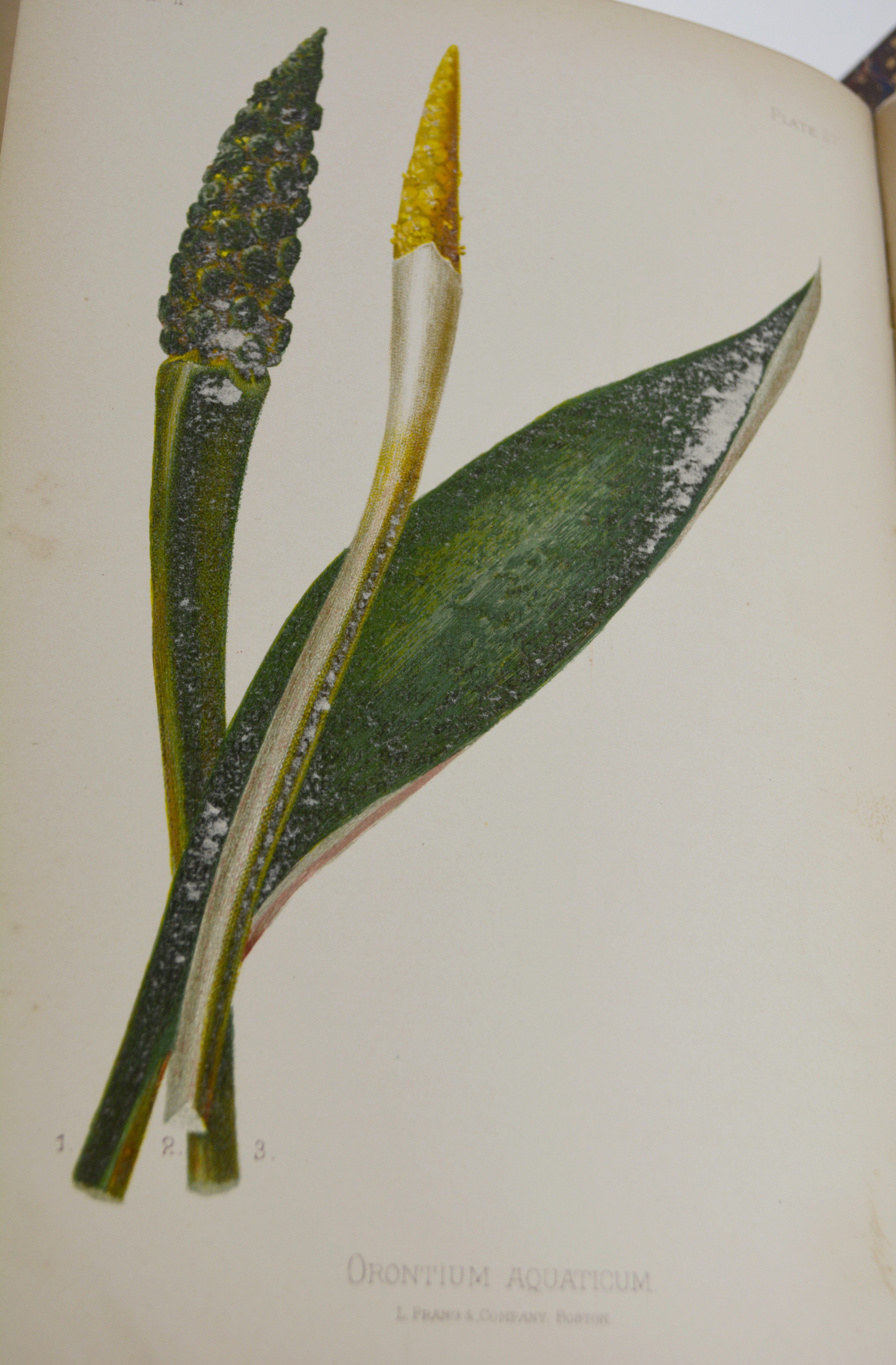 Antique 1879 Thomas Meehan "The Native Flowers and Ferns of the United States" Hardcover Books Vol. I&II