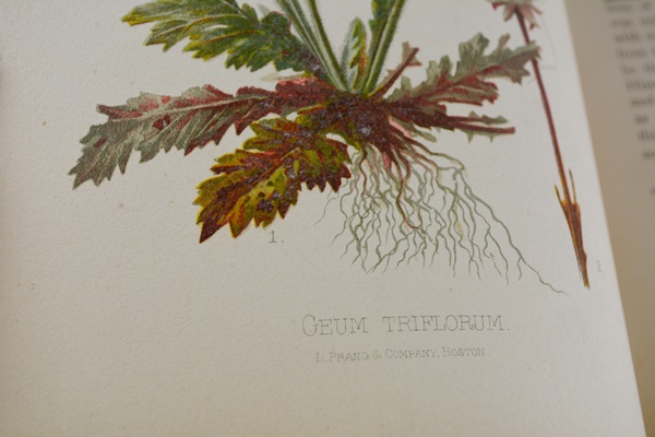 Antique 1879 Thomas Meehan "The Native Flowers and Ferns of the United States" Hardcover Books Vol. I&II