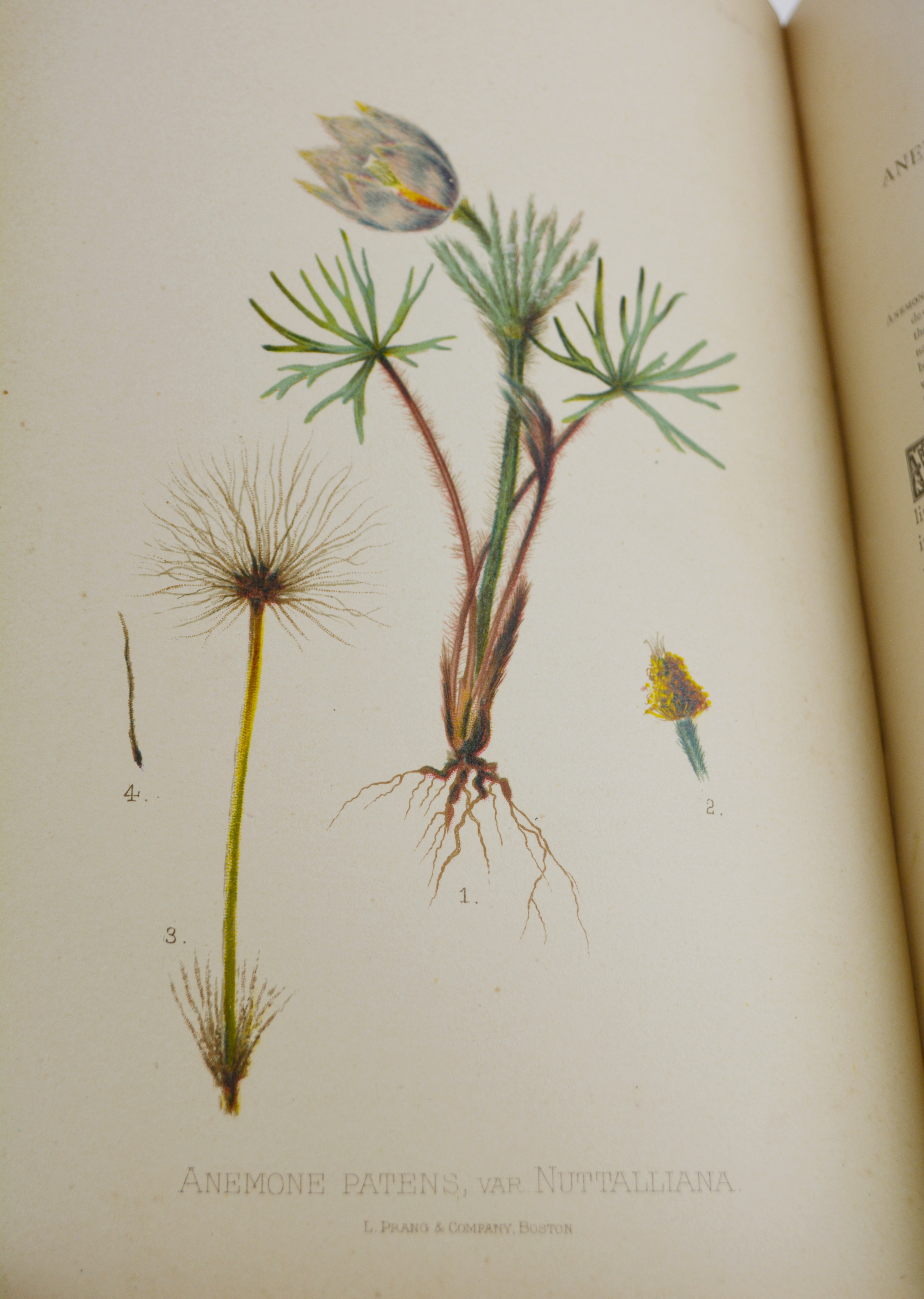 Antique 1879 Thomas Meehan "The Native Flowers and Ferns of the United States" Hardcover Books Vol. I&II