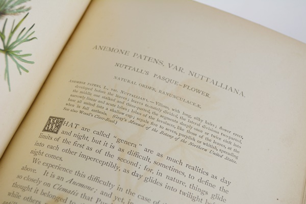 Antique 1879 Thomas Meehan "The Native Flowers and Ferns of the United States" Hardcover Books Vol. I&II