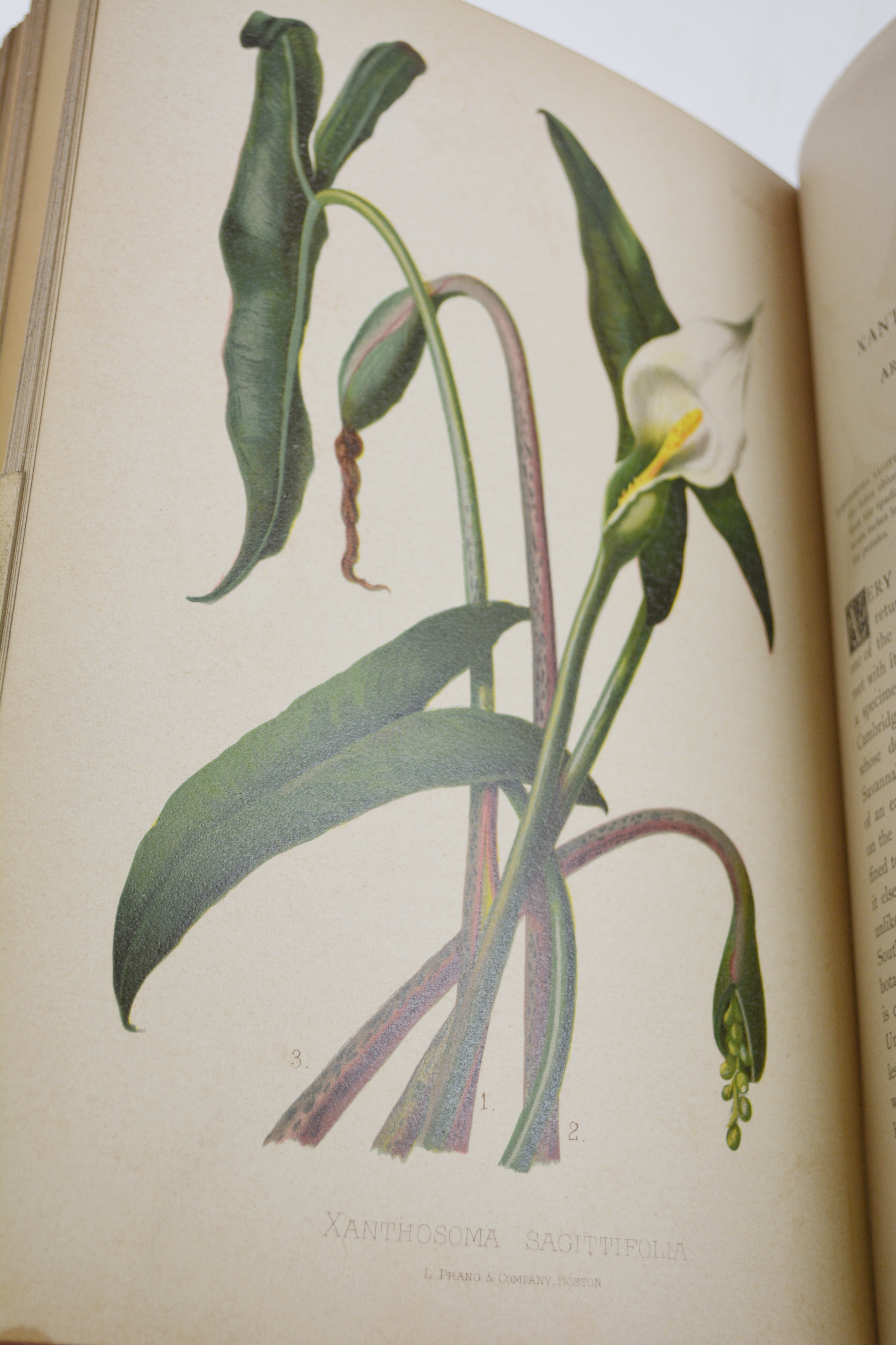 Antique 1879 Thomas Meehan "The Native Flowers and Ferns of the United States" Hardcover Books Vol. I&II