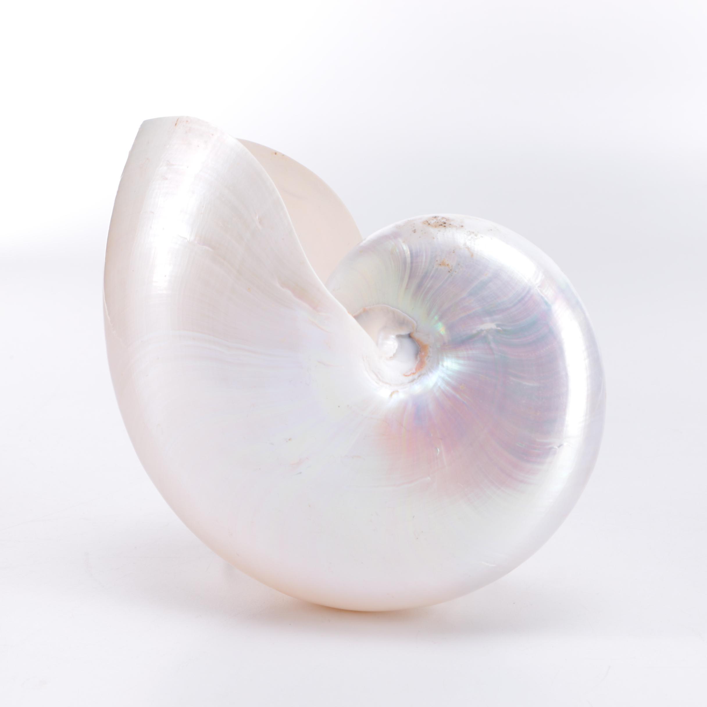Nautilus Seashell