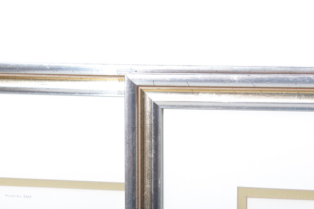 Ray Harm Bird Prints and More