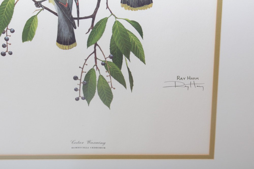 Ray Harm Bird Prints and More