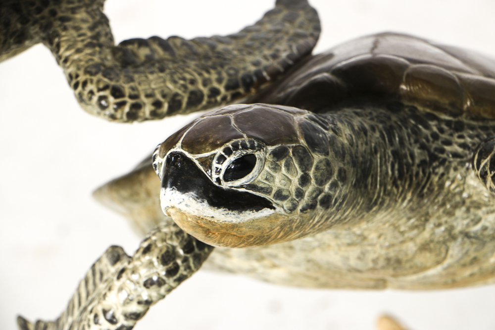 Robert Wyland Limited Edition Bronze Sculpture of Sea Turtles