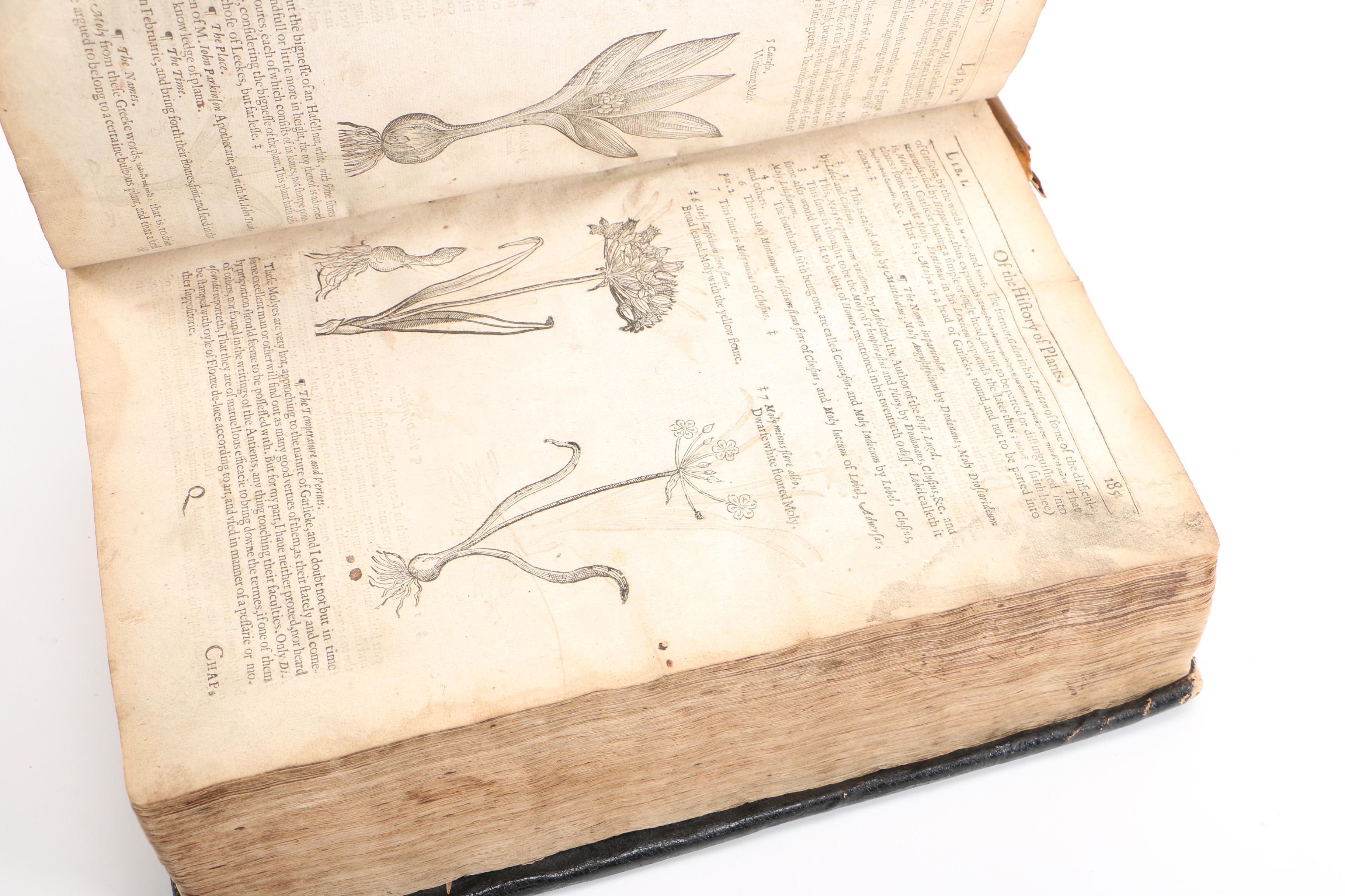 17th Century "Herball, or Generall Historie of Plantes" by John Gerard