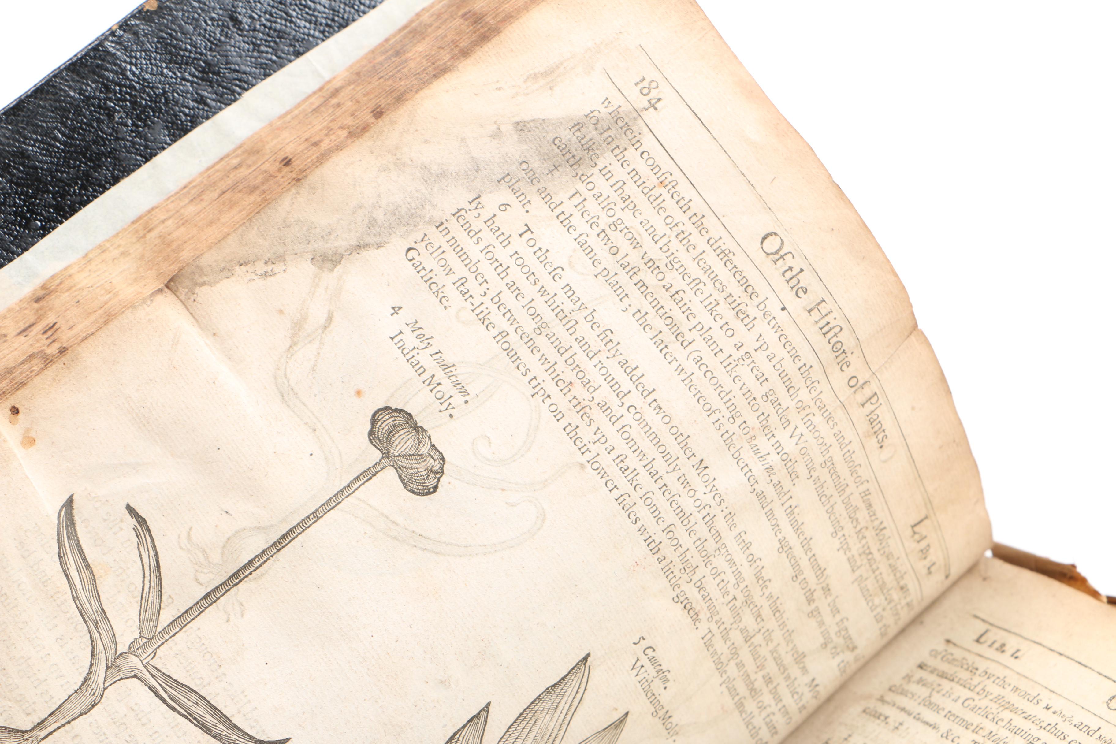 17th Century "Herball, or Generall Historie of Plantes" by John Gerard