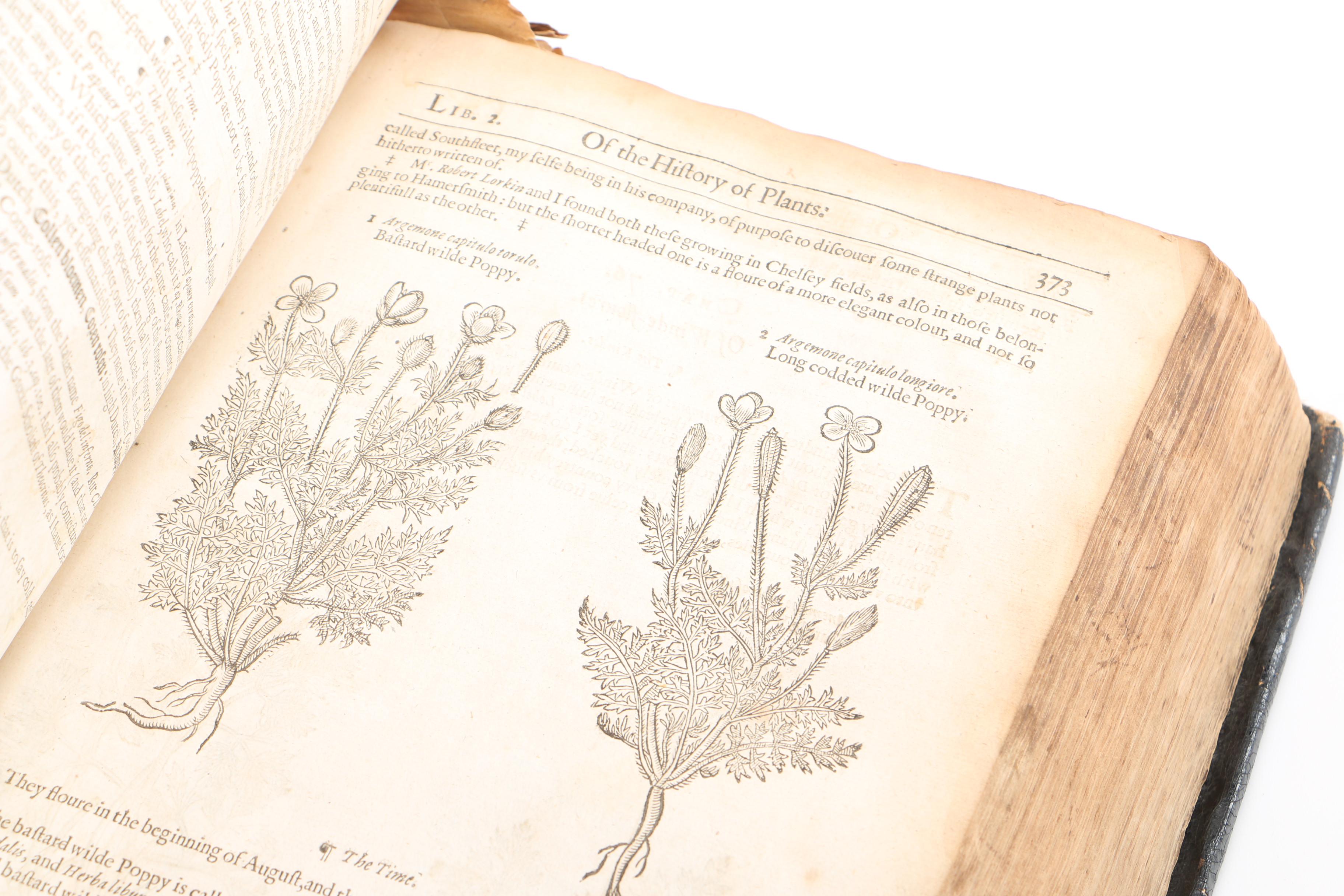 17th Century "Herball, or Generall Historie of Plantes" by John Gerard
