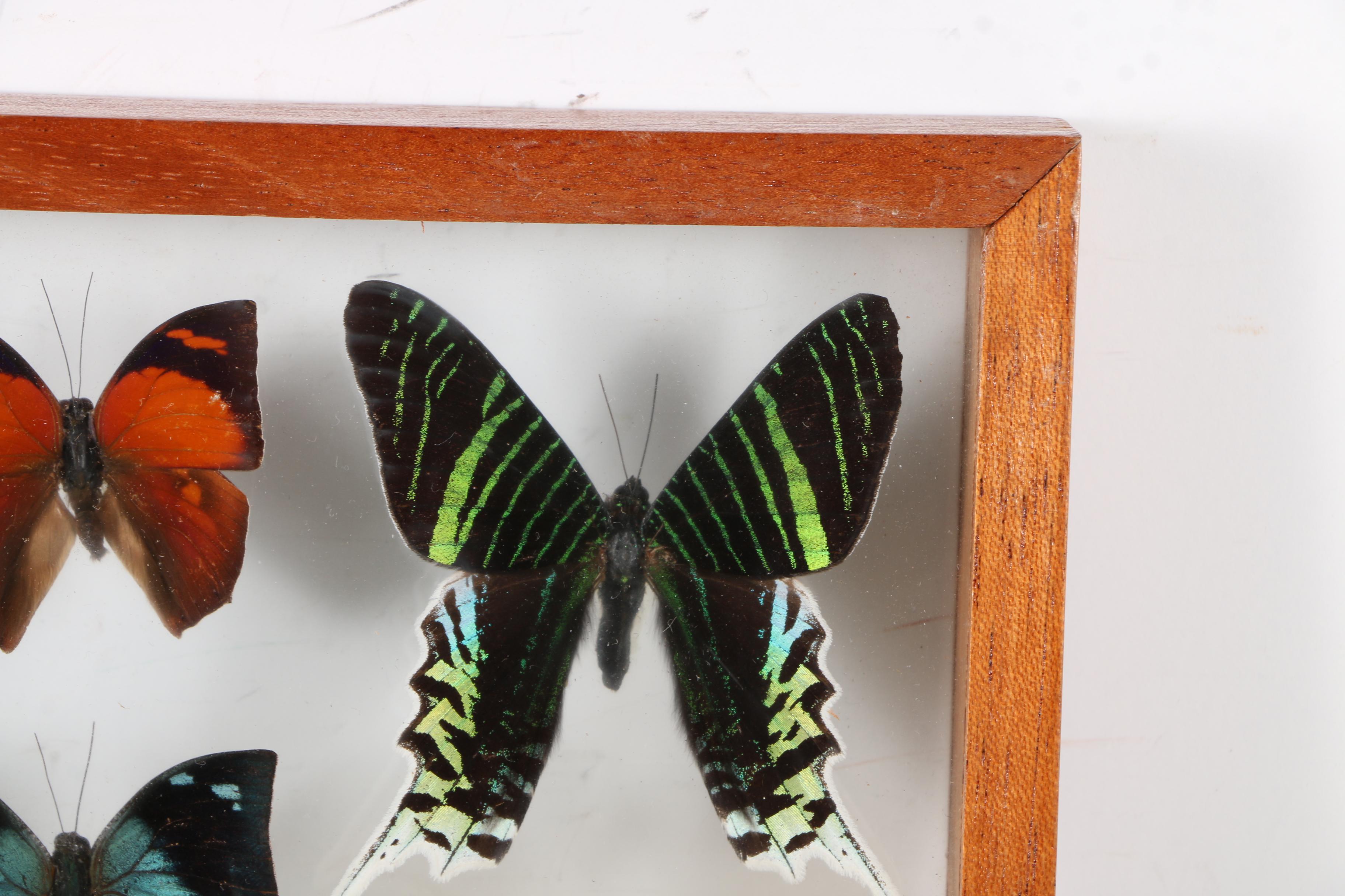 Insect Collection in Shadow Boxes