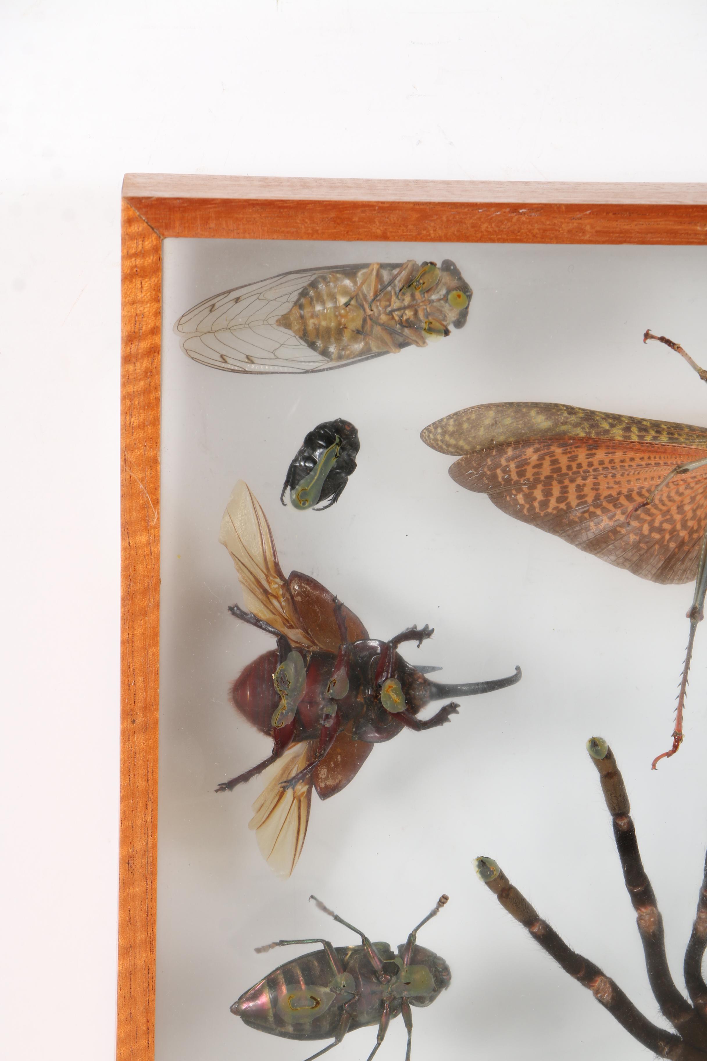 Insect Collection in Shadow Boxes