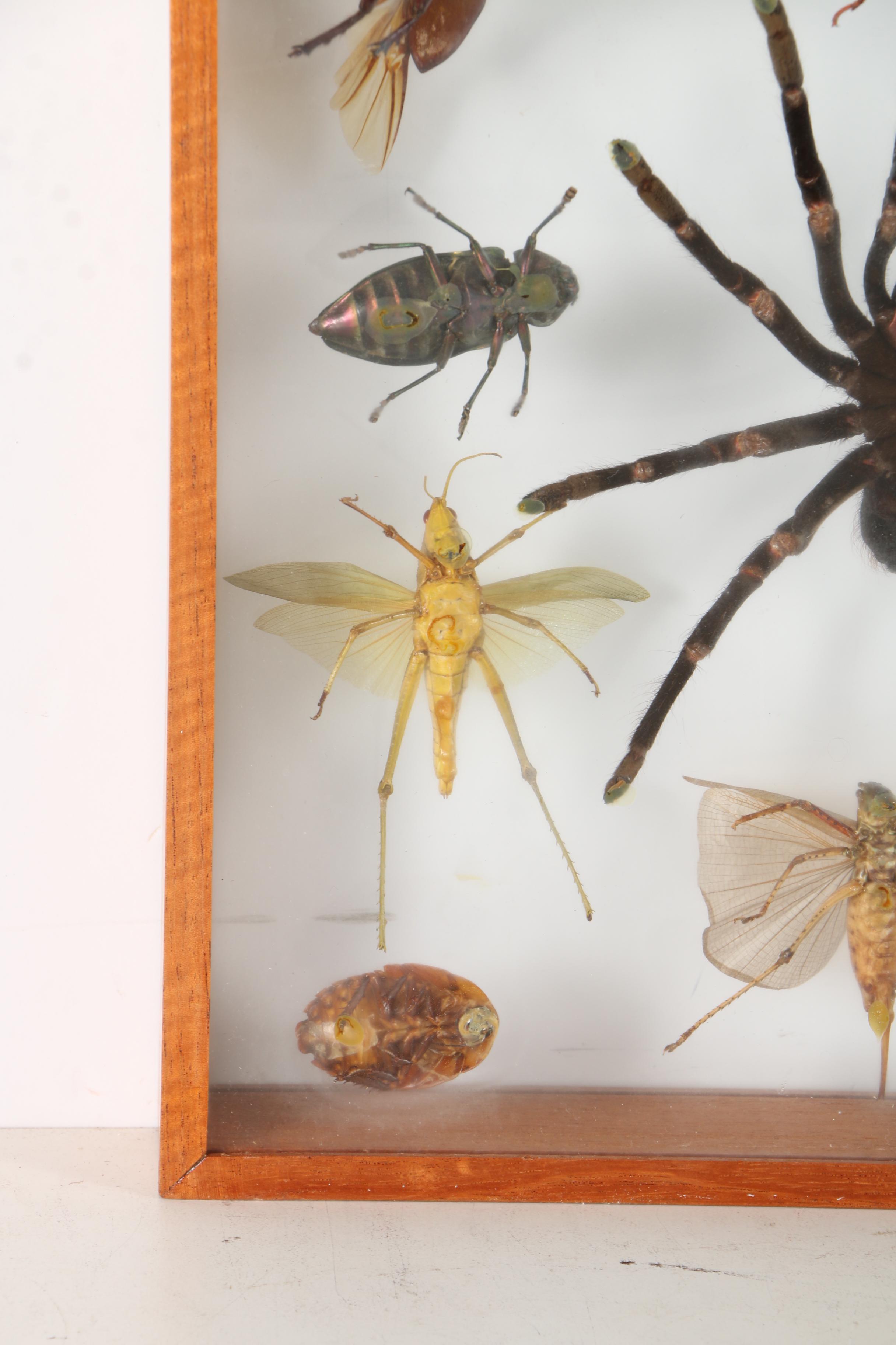 Insect Collection in Shadow Boxes
