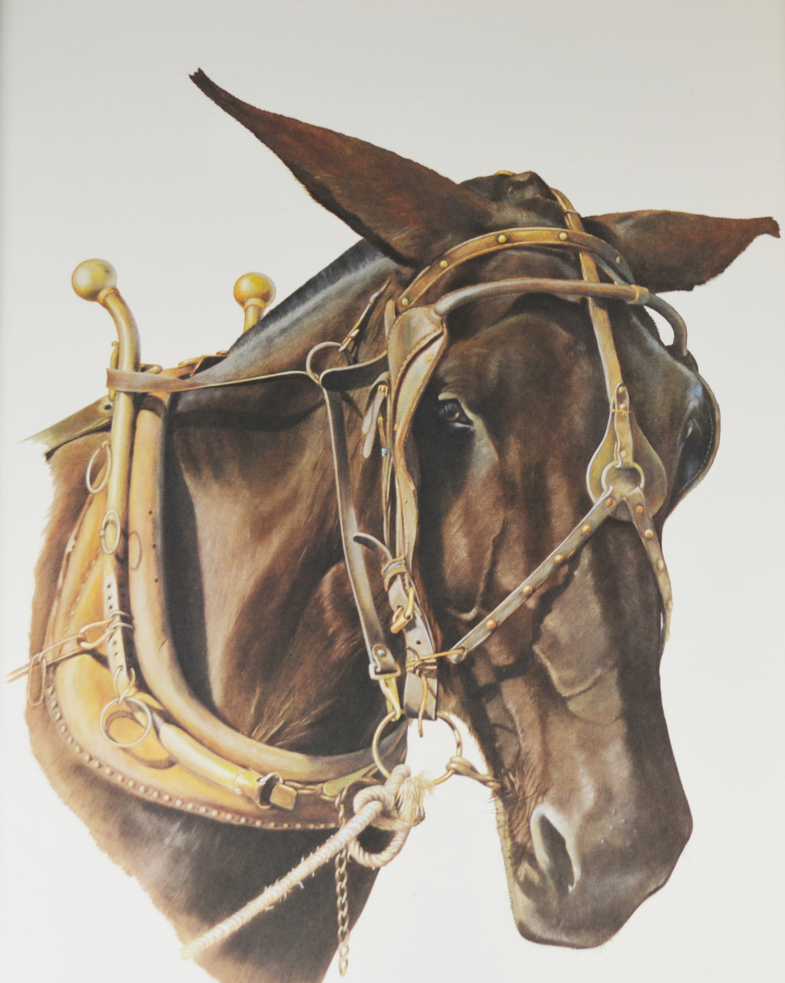 C. Don Ensor "Stubborn As" Signed Offset Lithograph