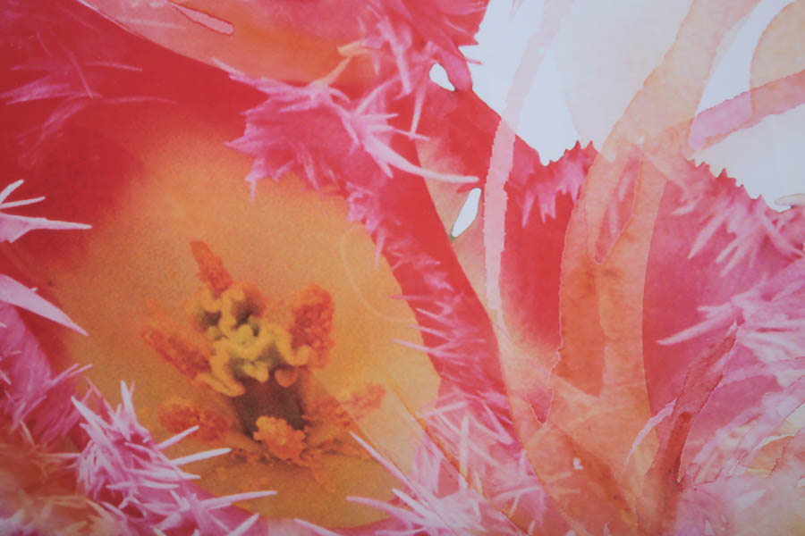 Offset Lithograph of Abstract Pink Flowers