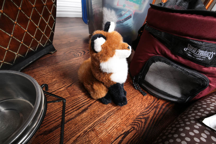 Assortment of Pet Care Items, Including Grooming Supplies