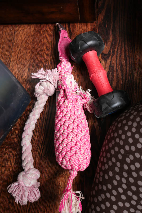 Assortment of Pet Care Items, Including Grooming Supplies