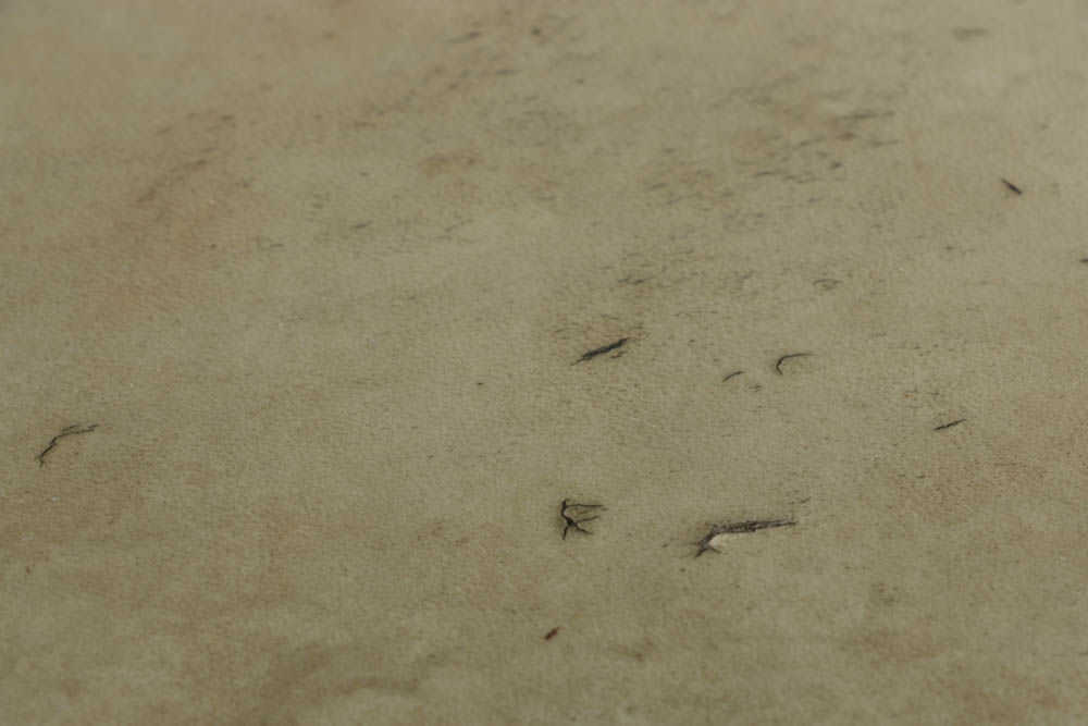 Carlo Bugatti Inlaid Walnut Chair with Vellum Covered Seat
