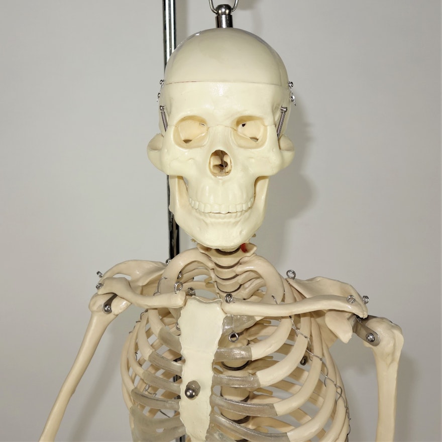 Human Skeleton Model with Accessories