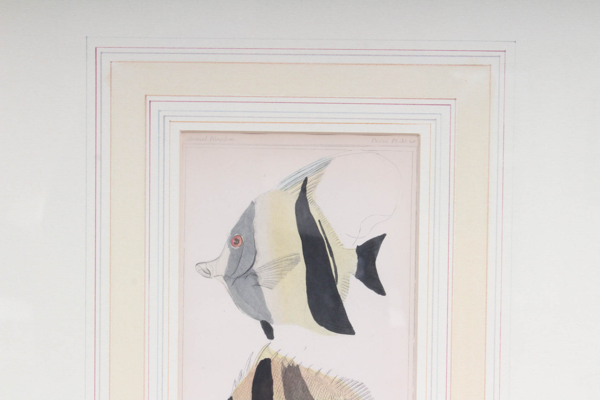 Marine Lithograph Print