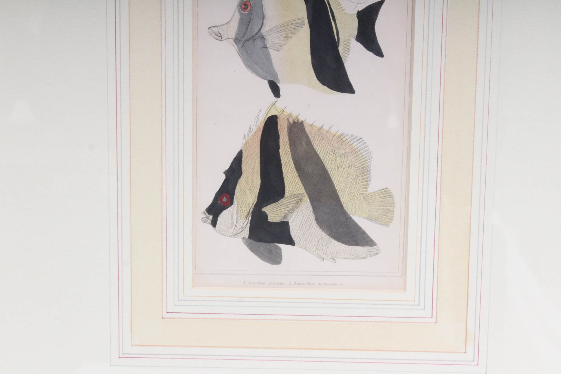 Marine Lithograph Print