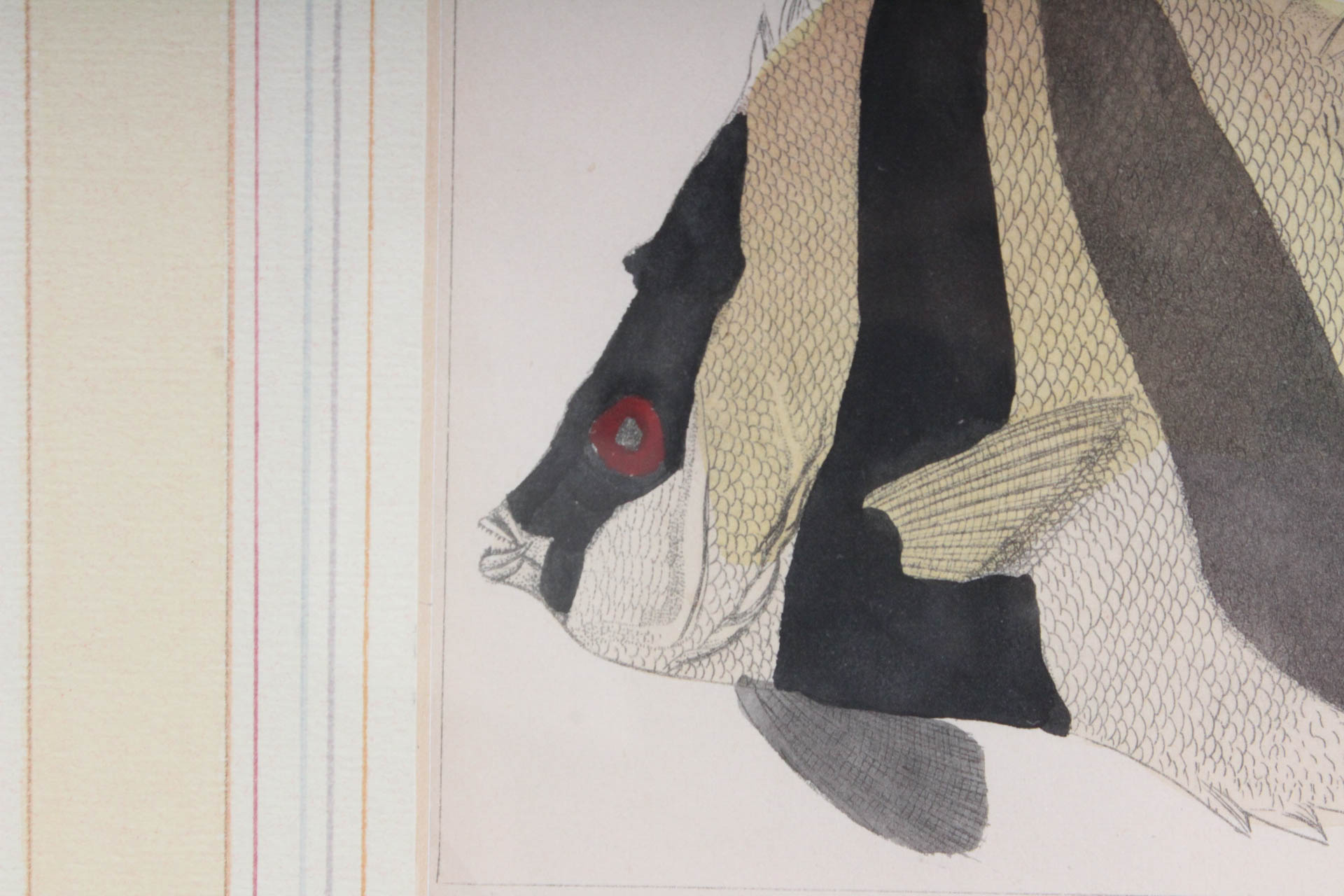 Marine Lithograph Print