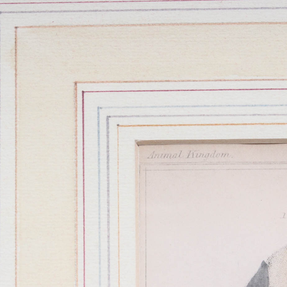 Marine Lithograph Print