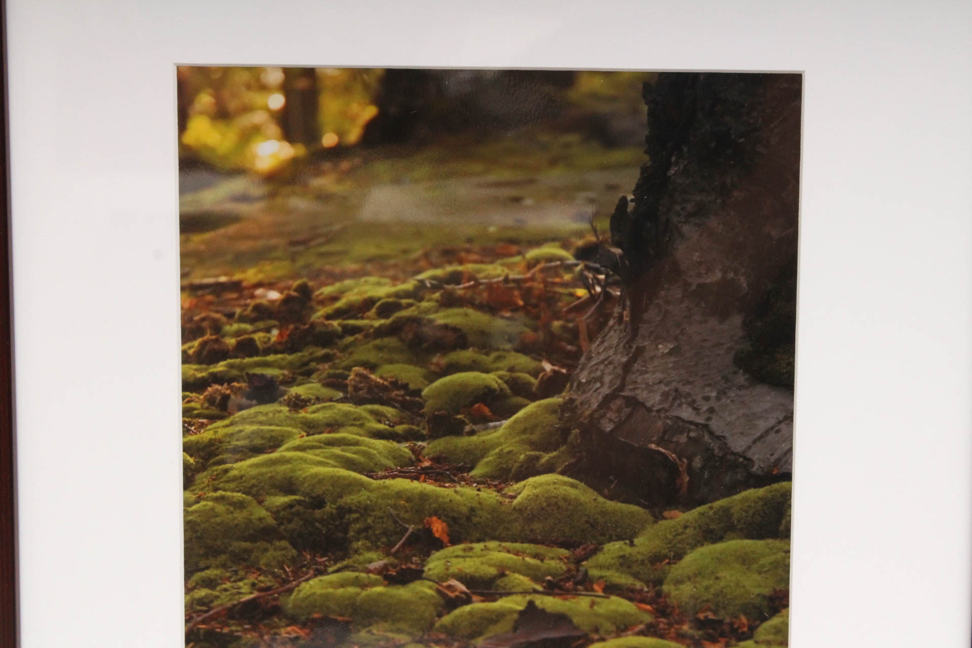 Steve Newport "Untitled 12" Photograph