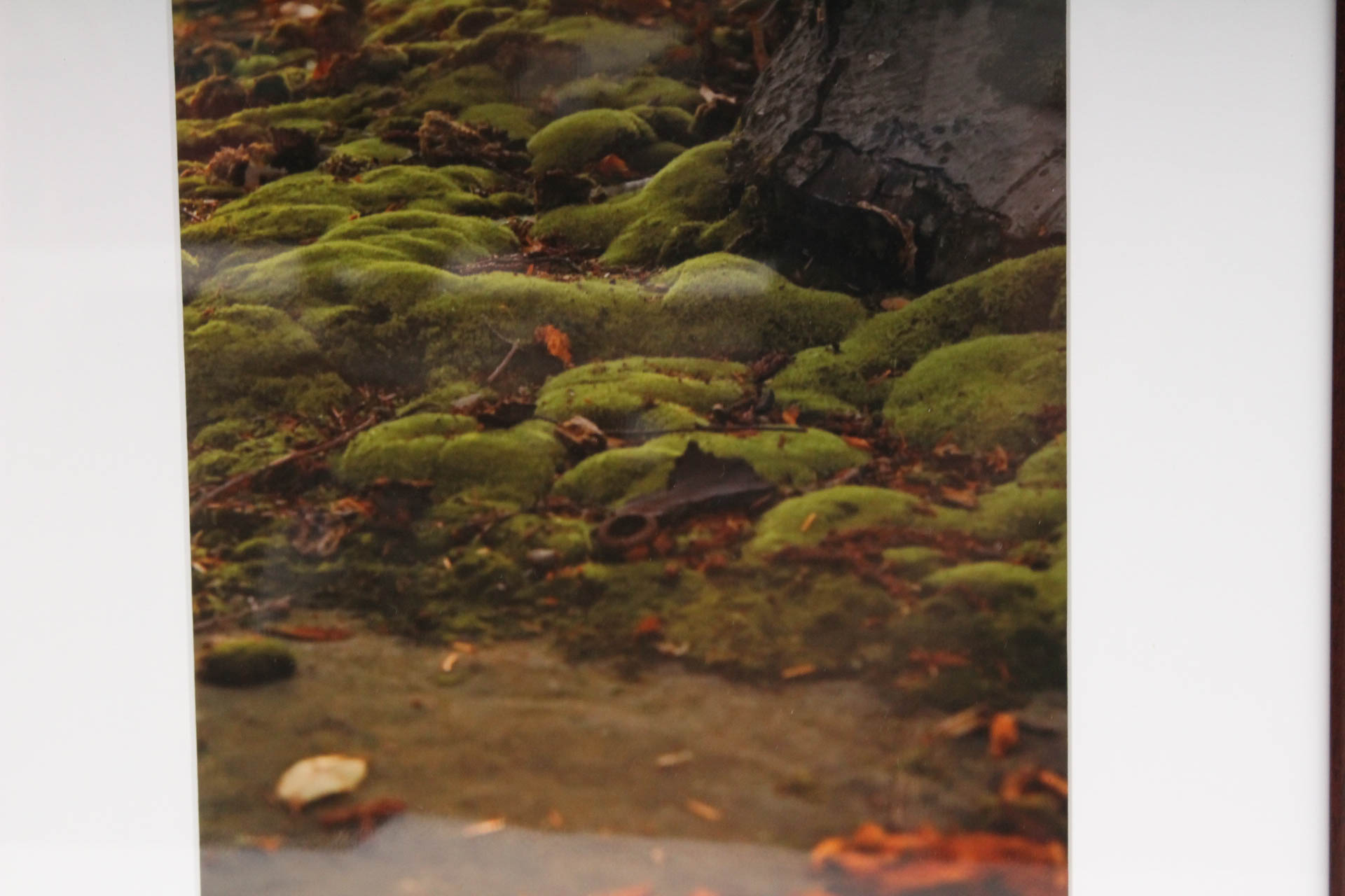 Steve Newport "Untitled 12" Photograph