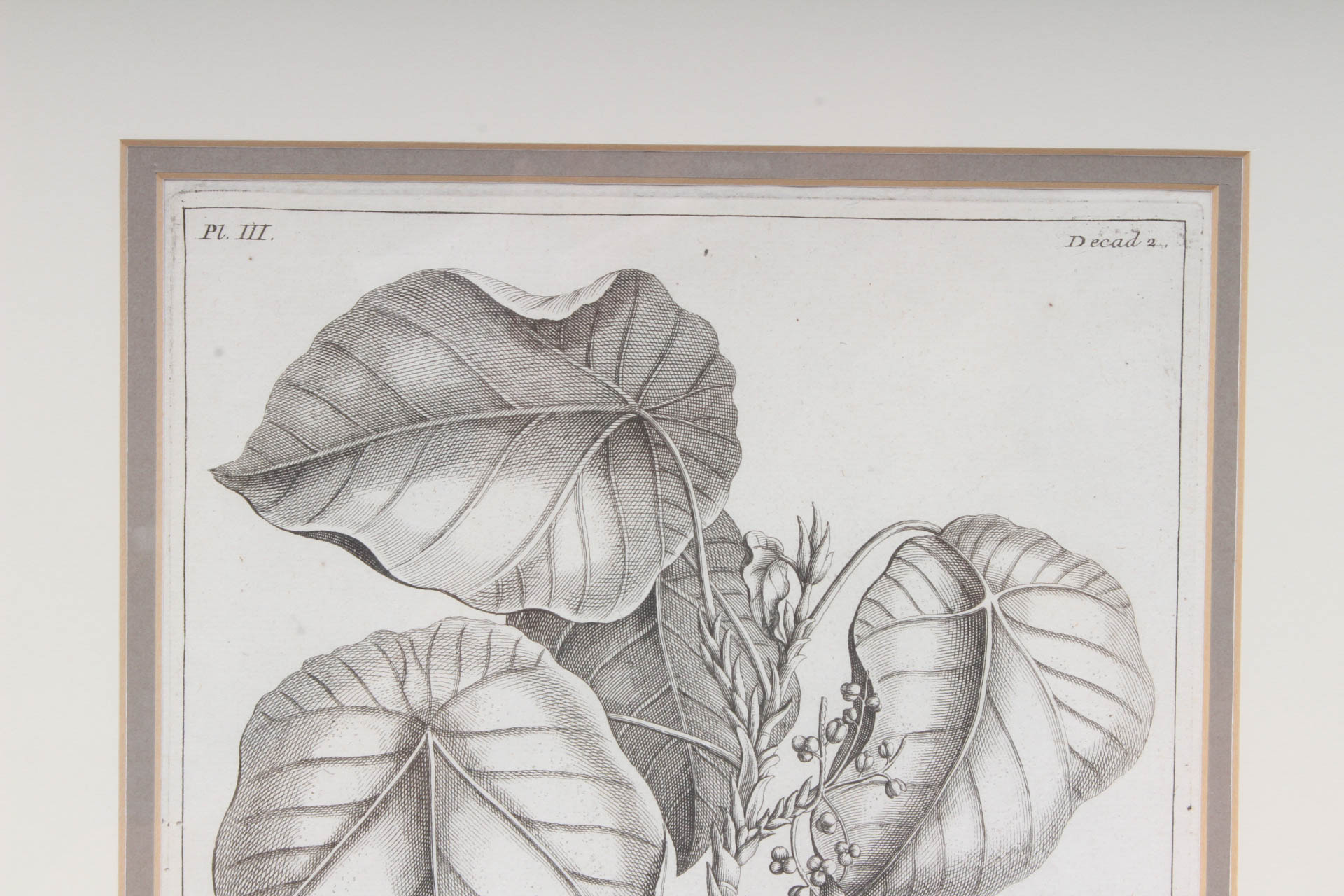 Botanical Engraving