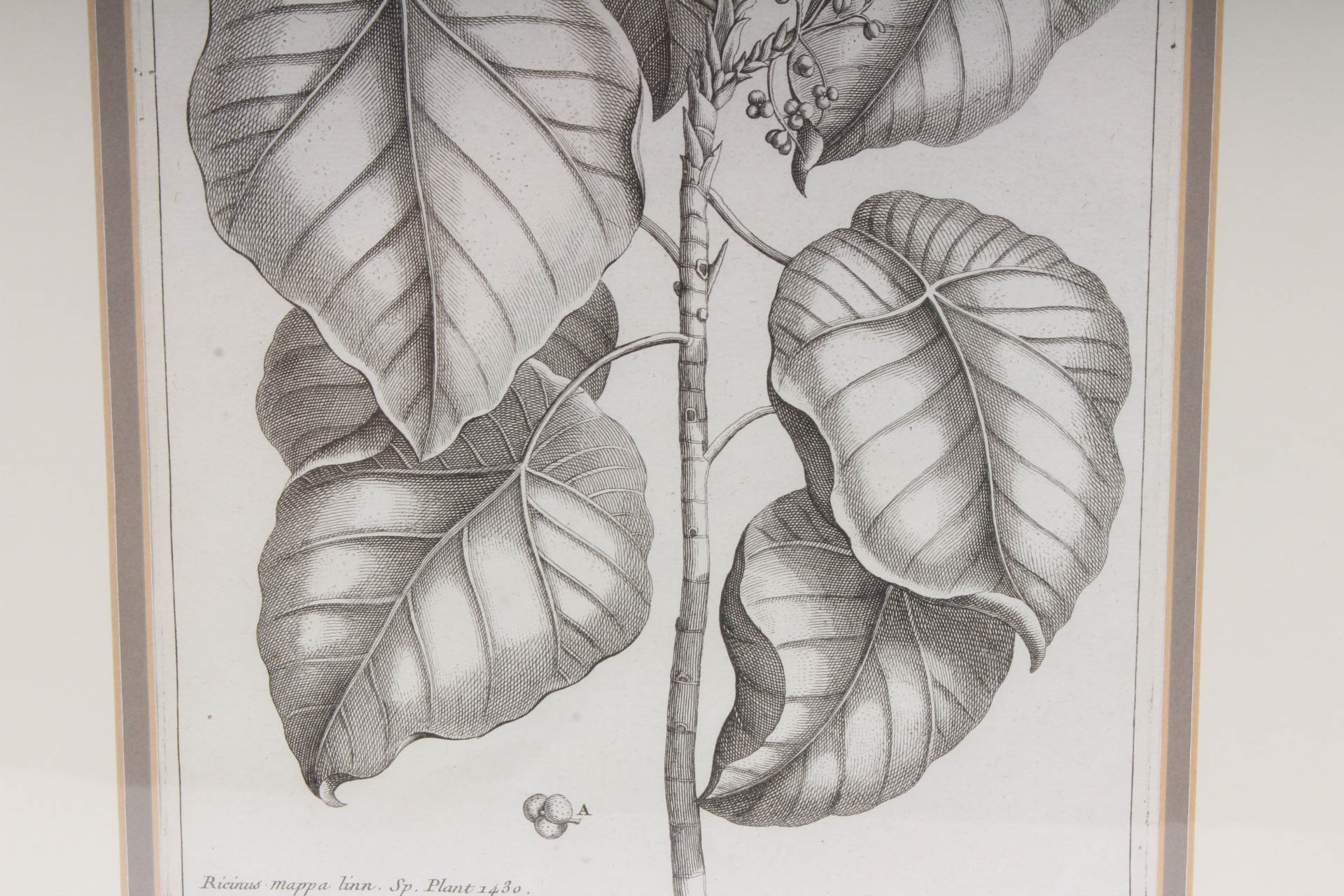Botanical Engraving