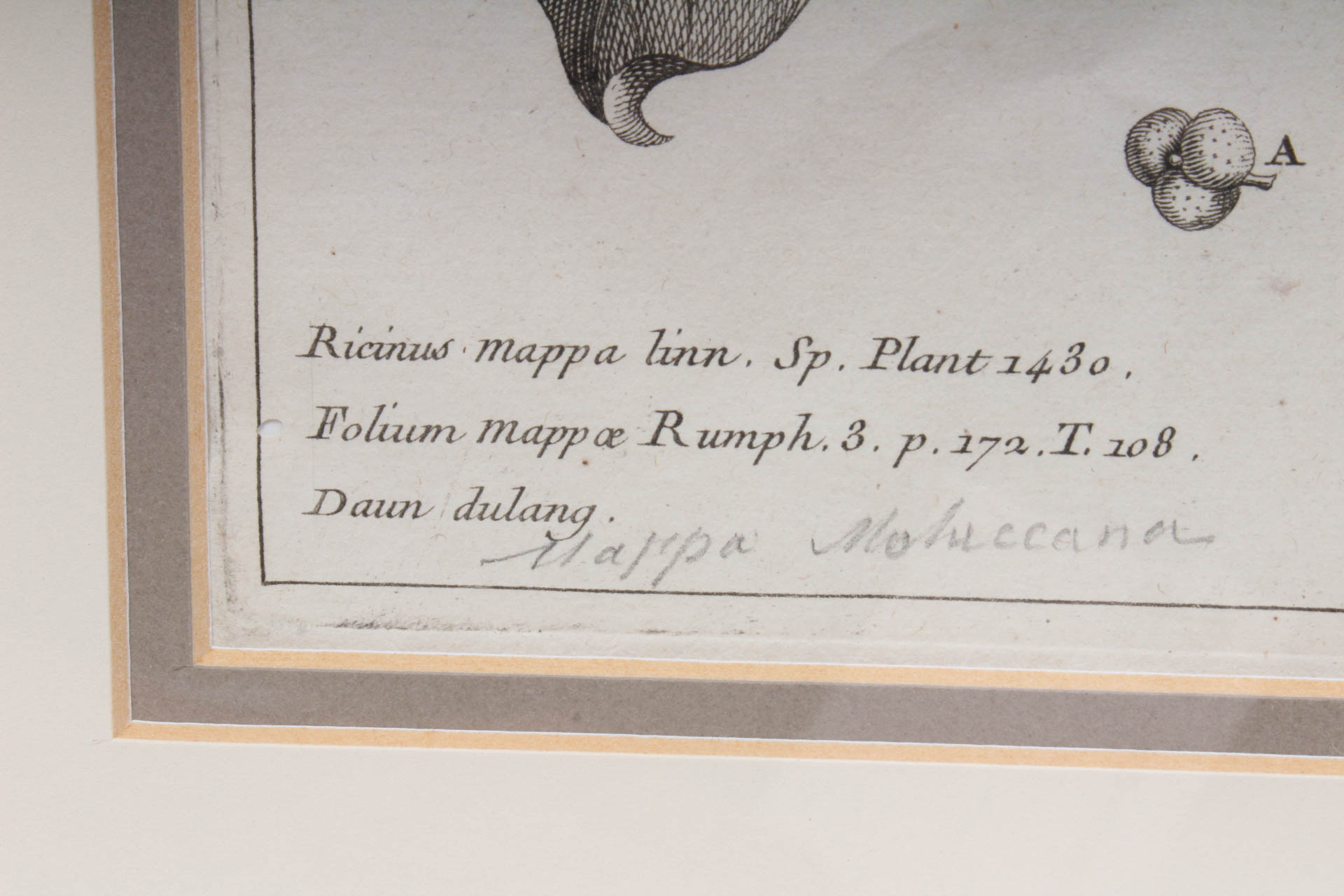 Botanical Engraving
