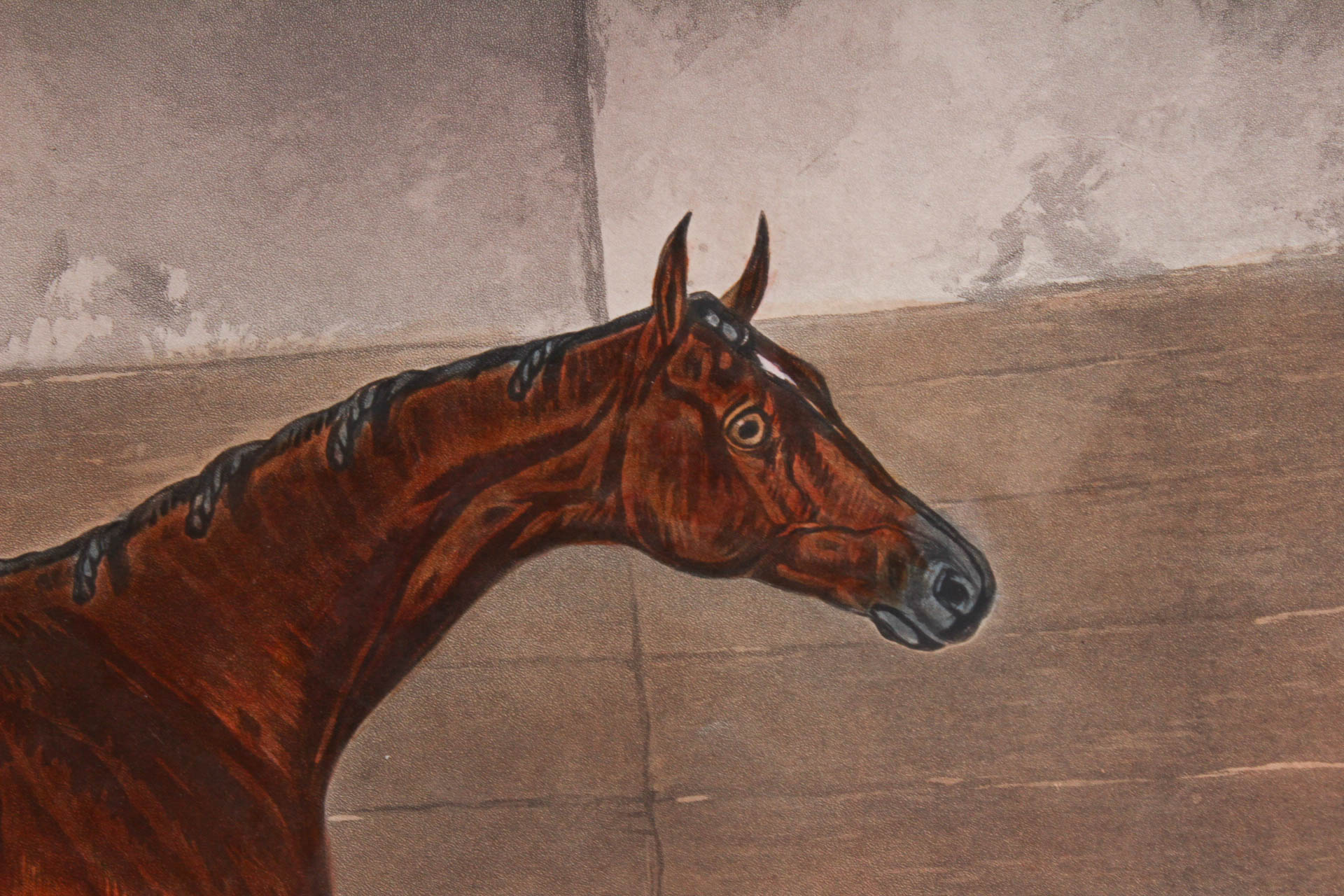 W. Summers Hand-Colored Engraving "Lord Lyon"