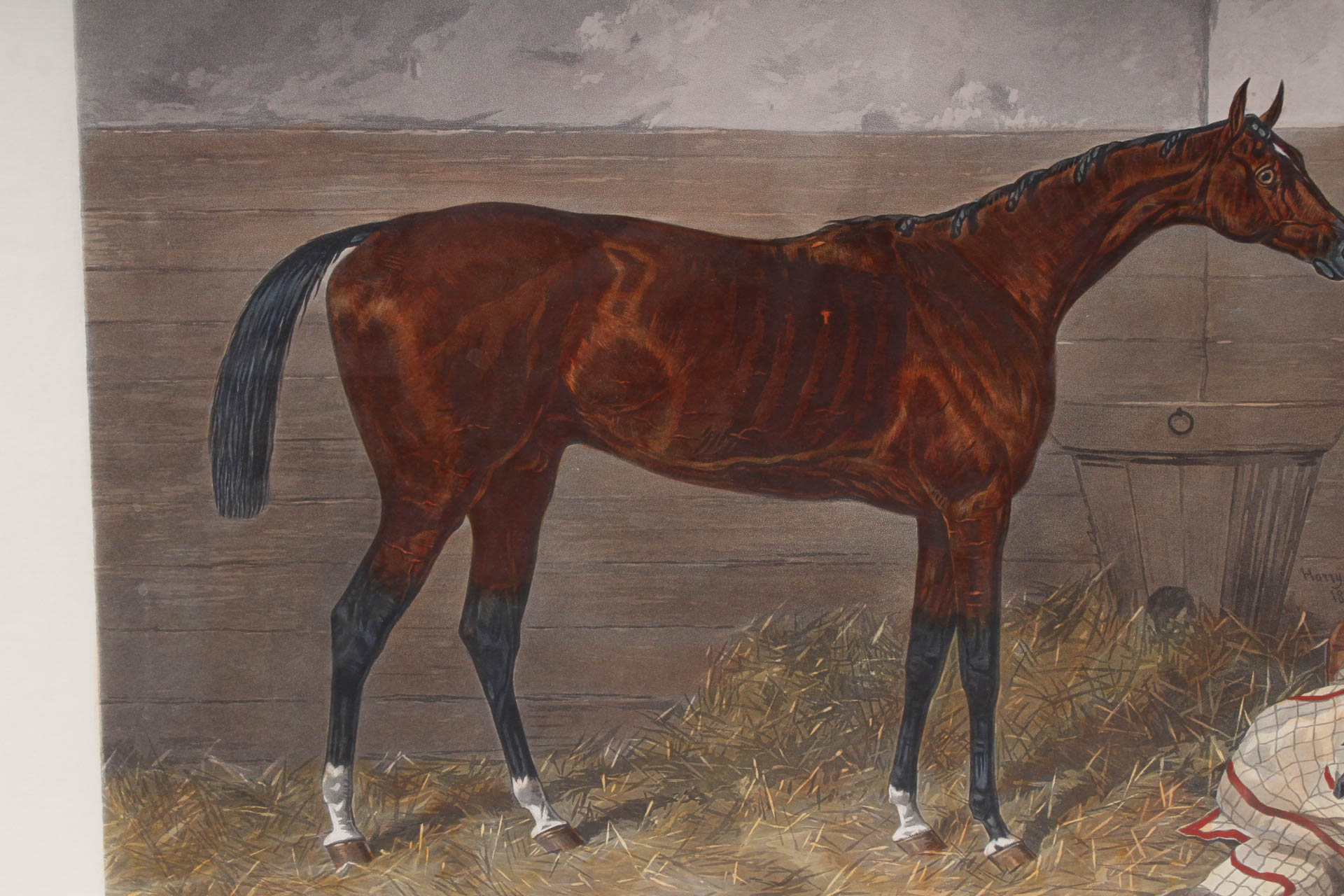 W. Summers Hand-Colored Engraving "Lord Lyon"