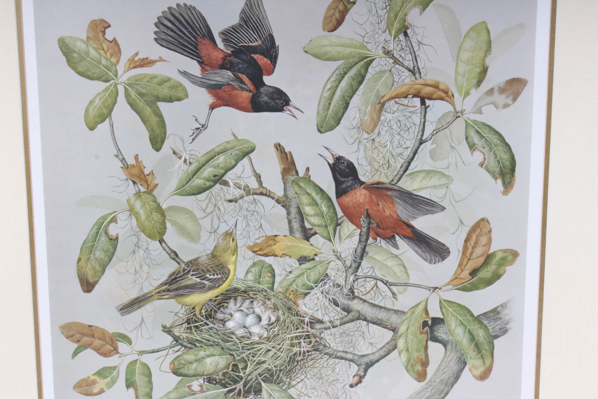 Basil Ede Signed "Orchard Oriole" Offset Lithograph Print