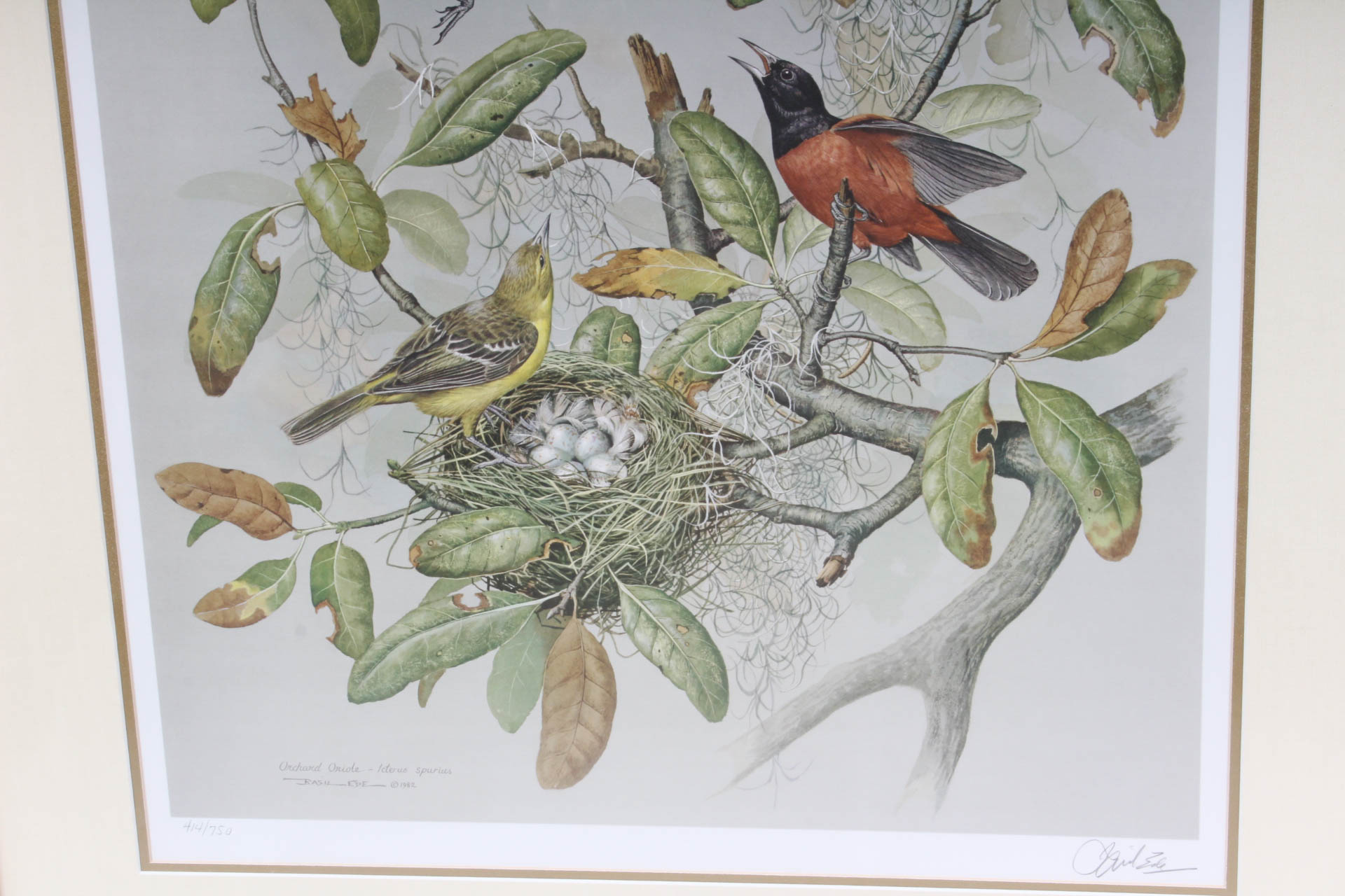 Basil Ede Signed "Orchard Oriole" Offset Lithograph Print