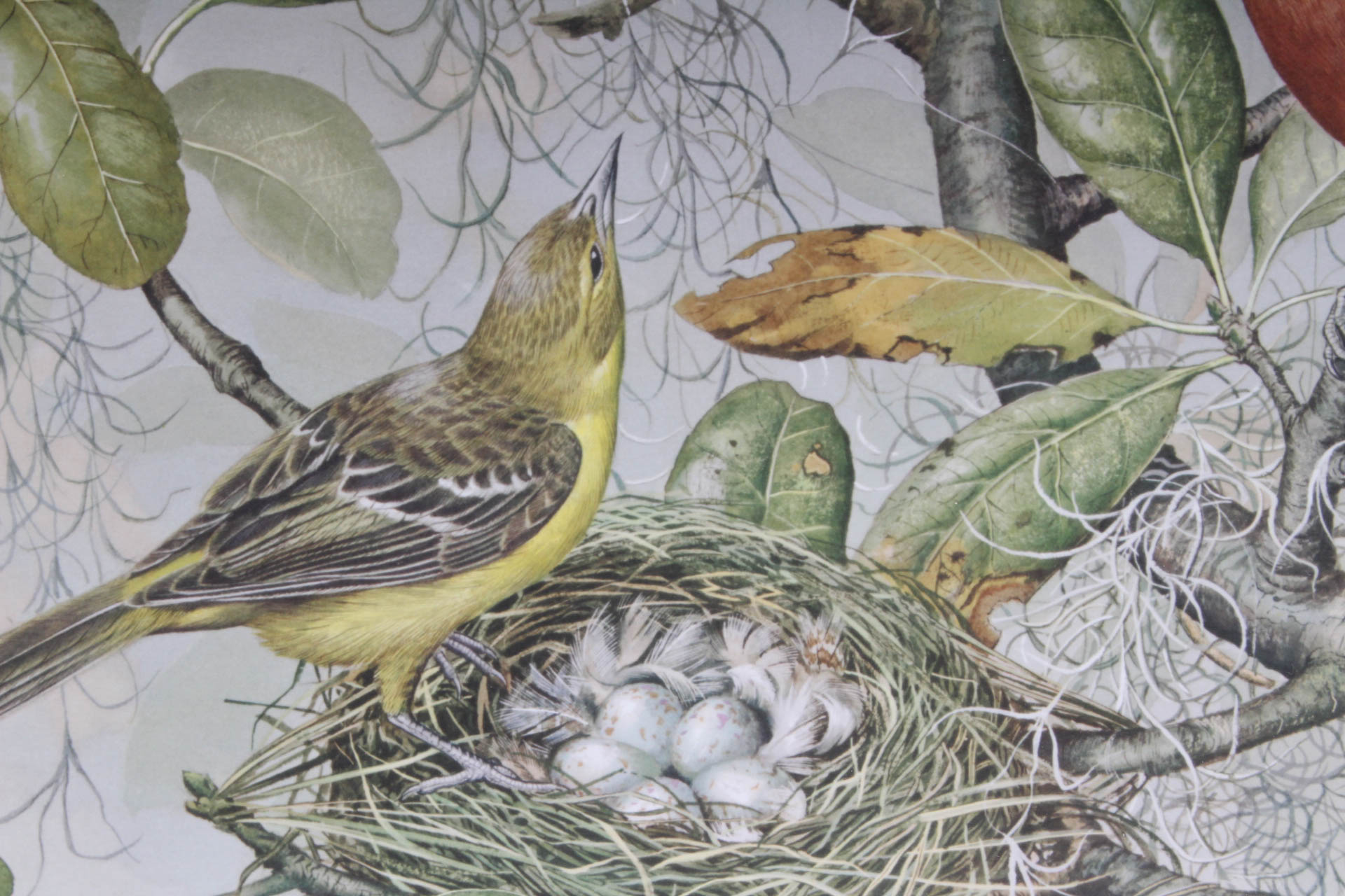 Basil Ede Signed "Orchard Oriole" Offset Lithograph Print