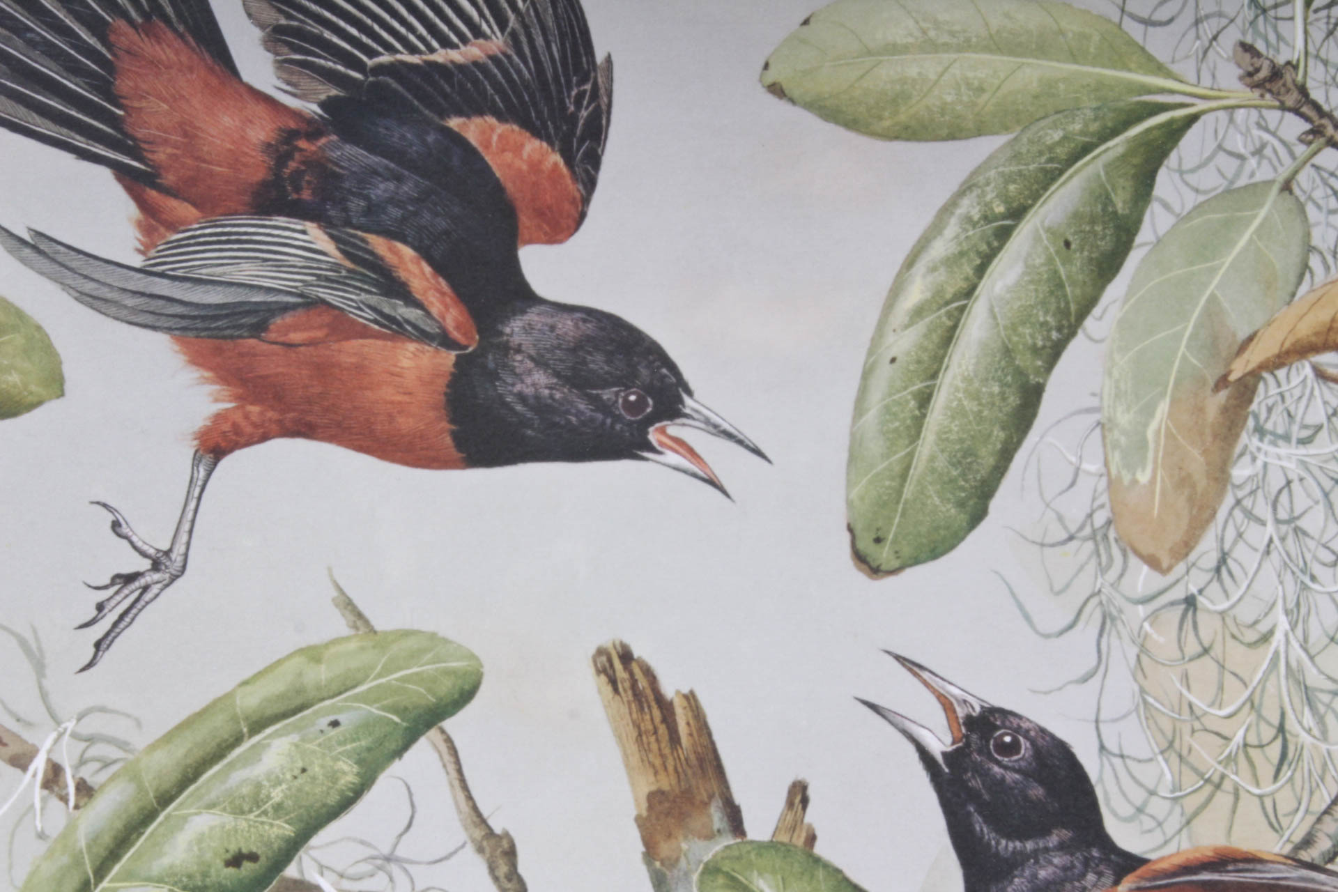 Basil Ede Signed "Orchard Oriole" Offset Lithograph Print