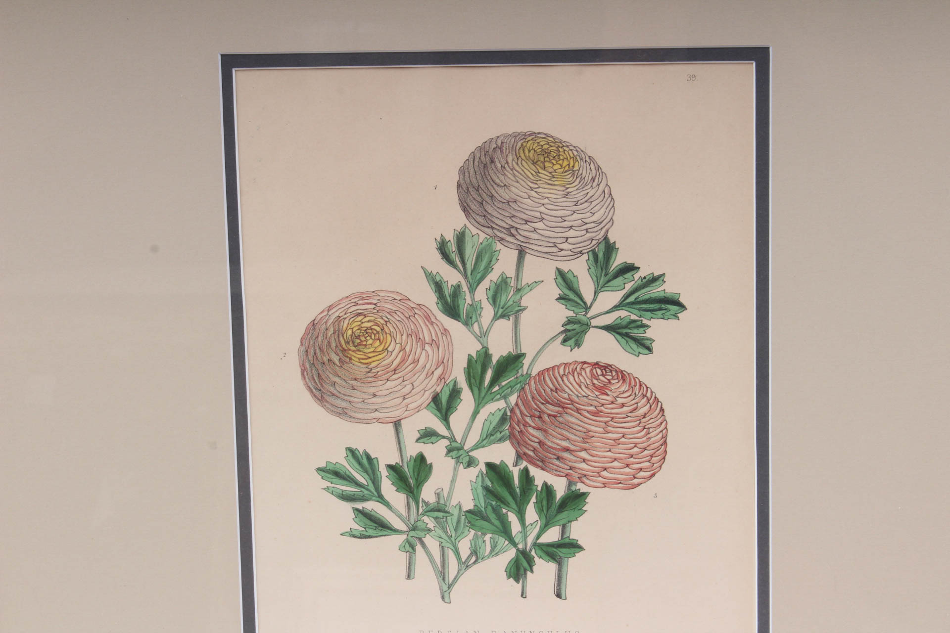 Pair of Hand-Colored Botanical Lithograph