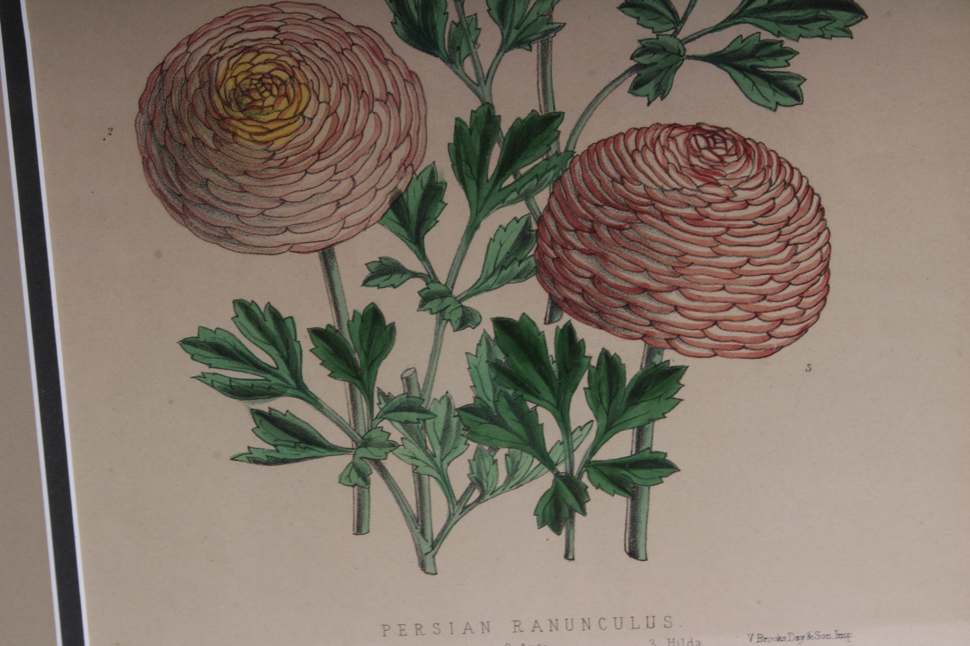 Pair of Hand-Colored Botanical Lithograph