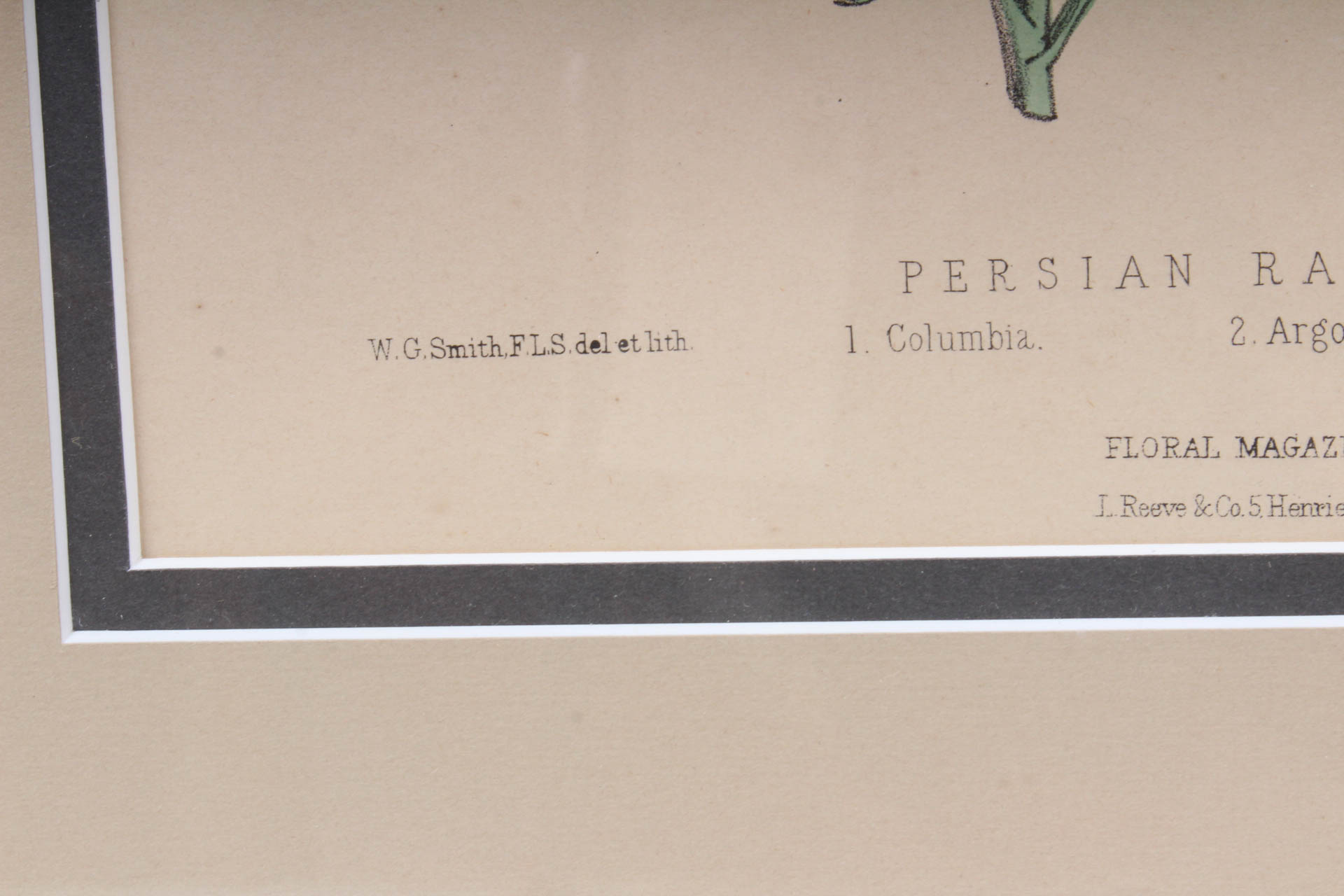 Pair of Hand-Colored Botanical Lithograph