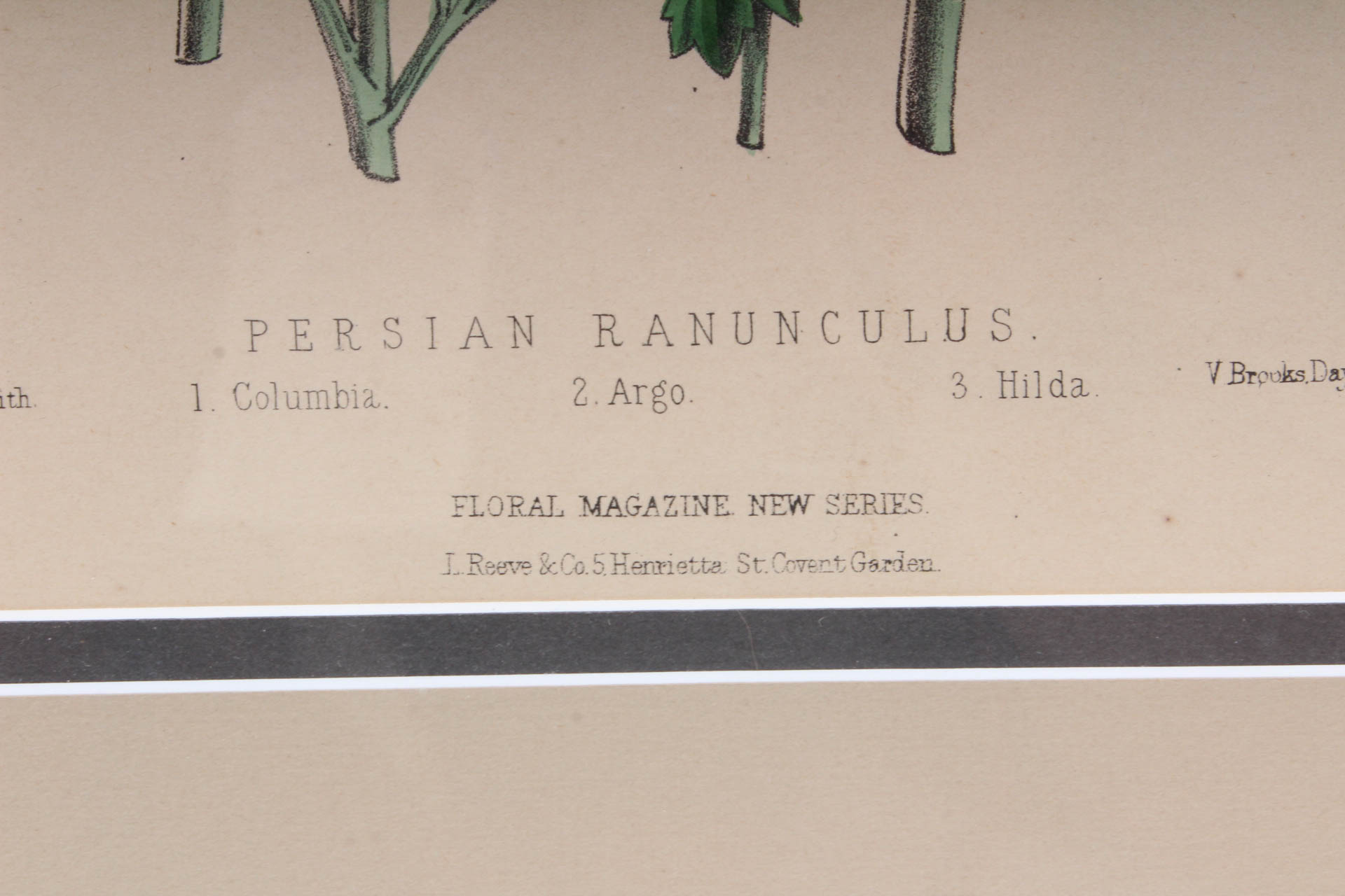 Pair of Hand-Colored Botanical Lithograph