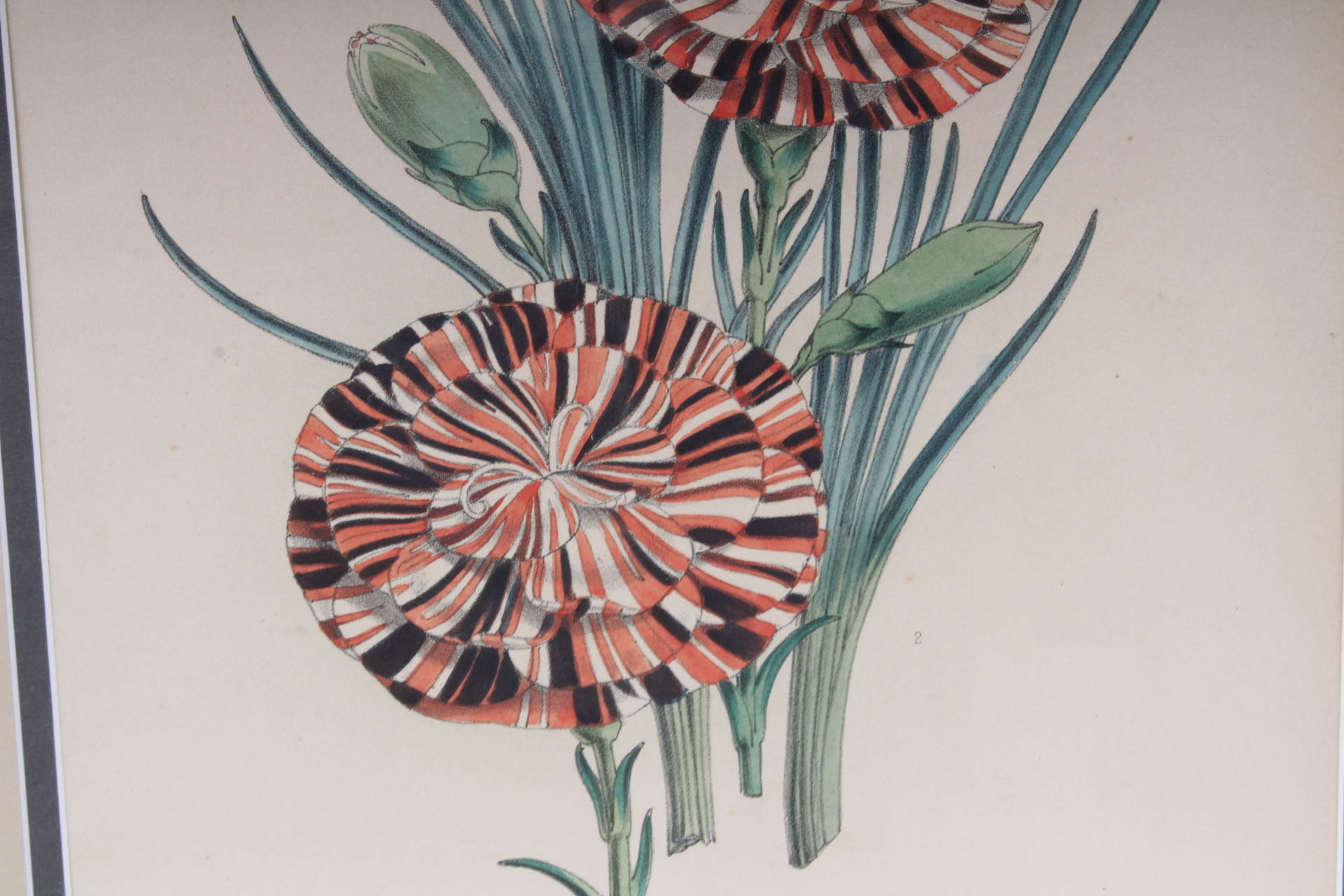 Pair of Hand-Colored Botanical Lithograph