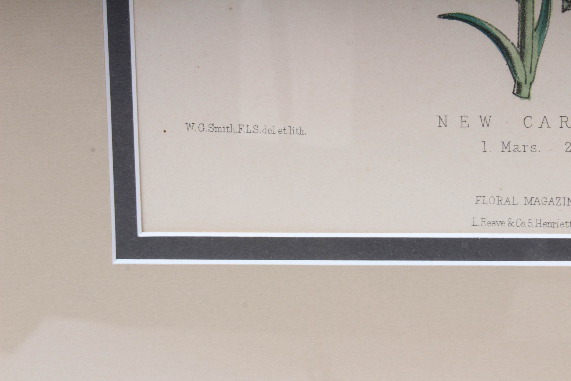 Pair of Hand-Colored Botanical Lithograph