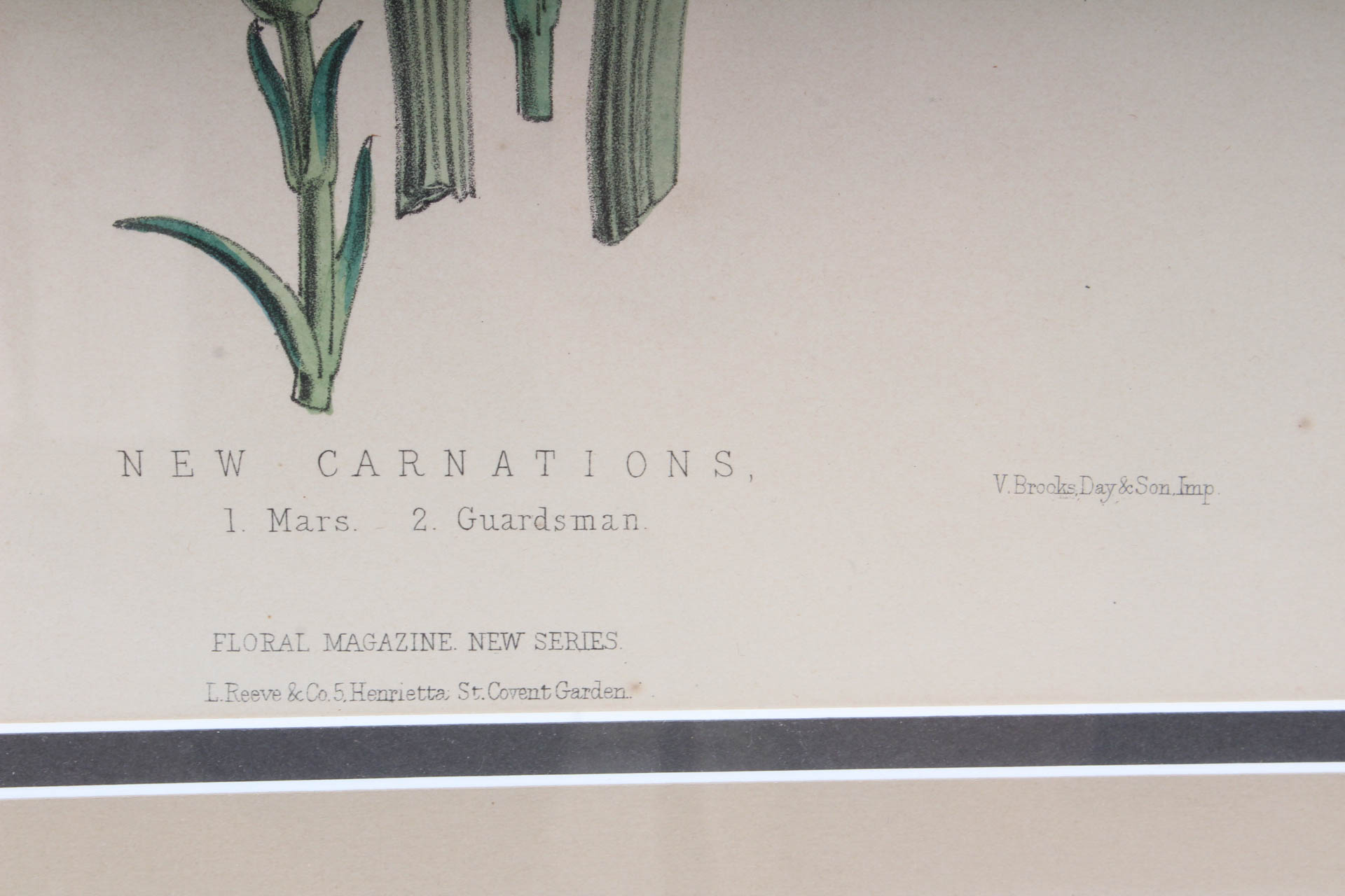 Pair of Hand-Colored Botanical Lithograph