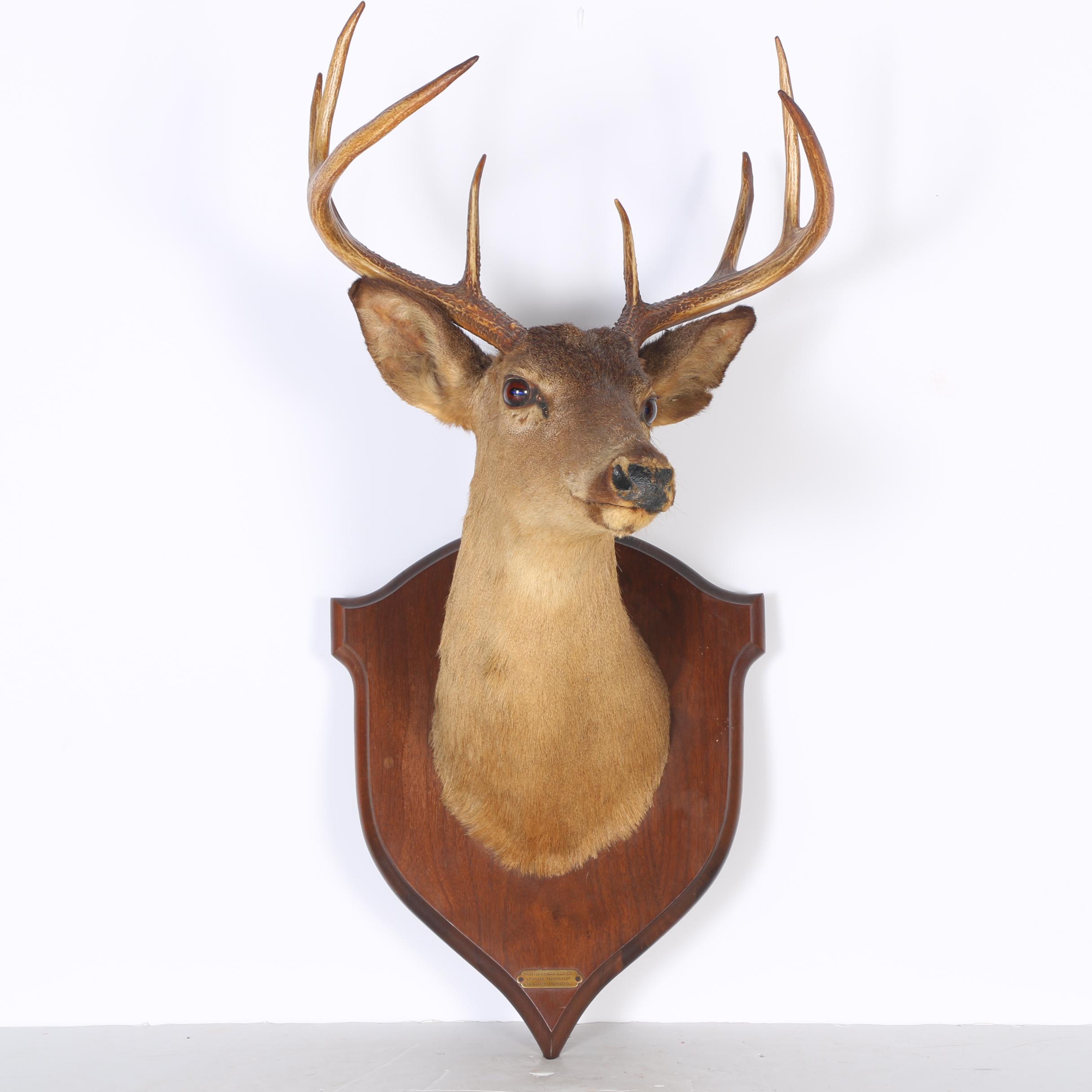 Mounted Deer Head Taxidermy