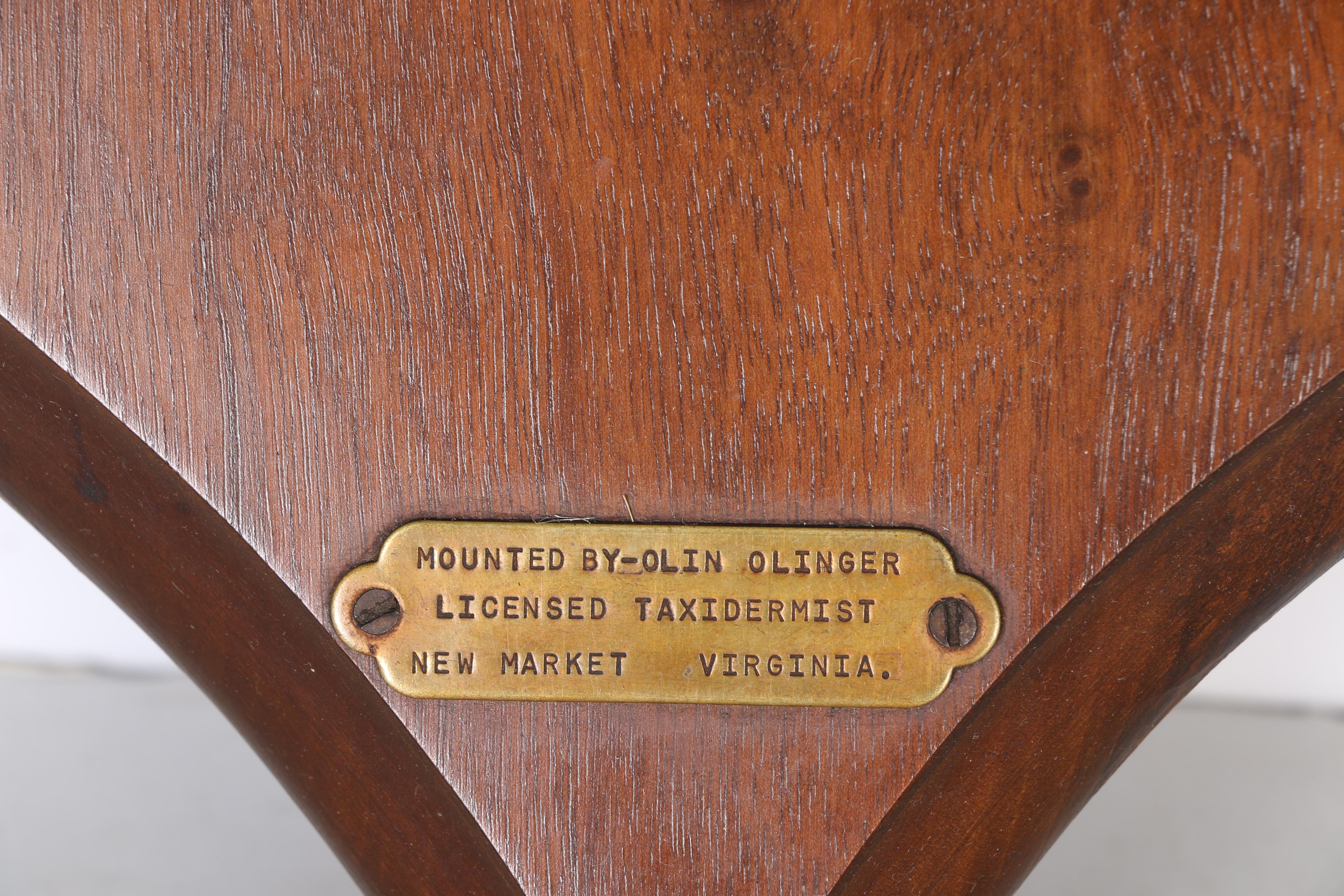 Mounted Deer Head Taxidermy