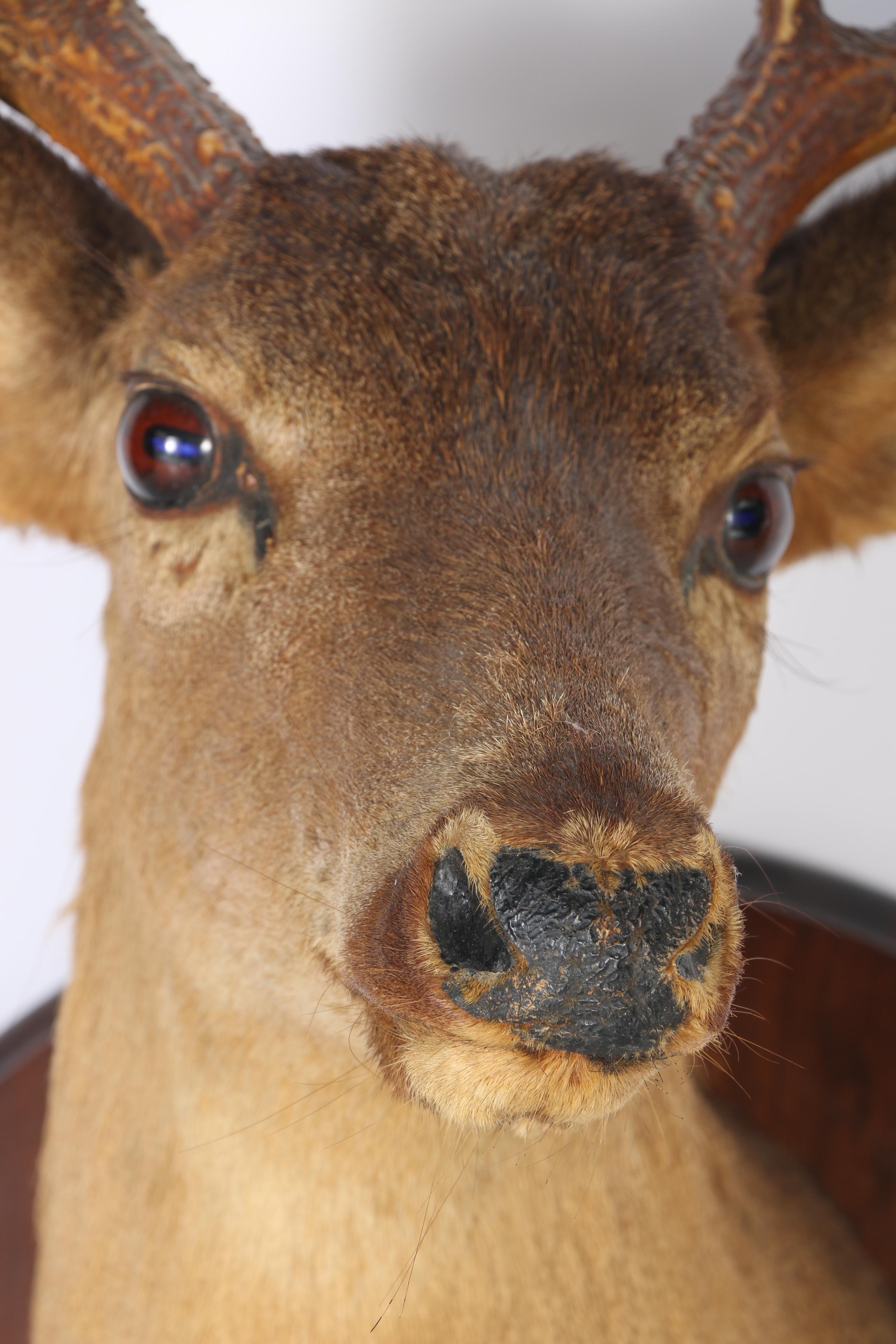 Mounted Deer Head Taxidermy