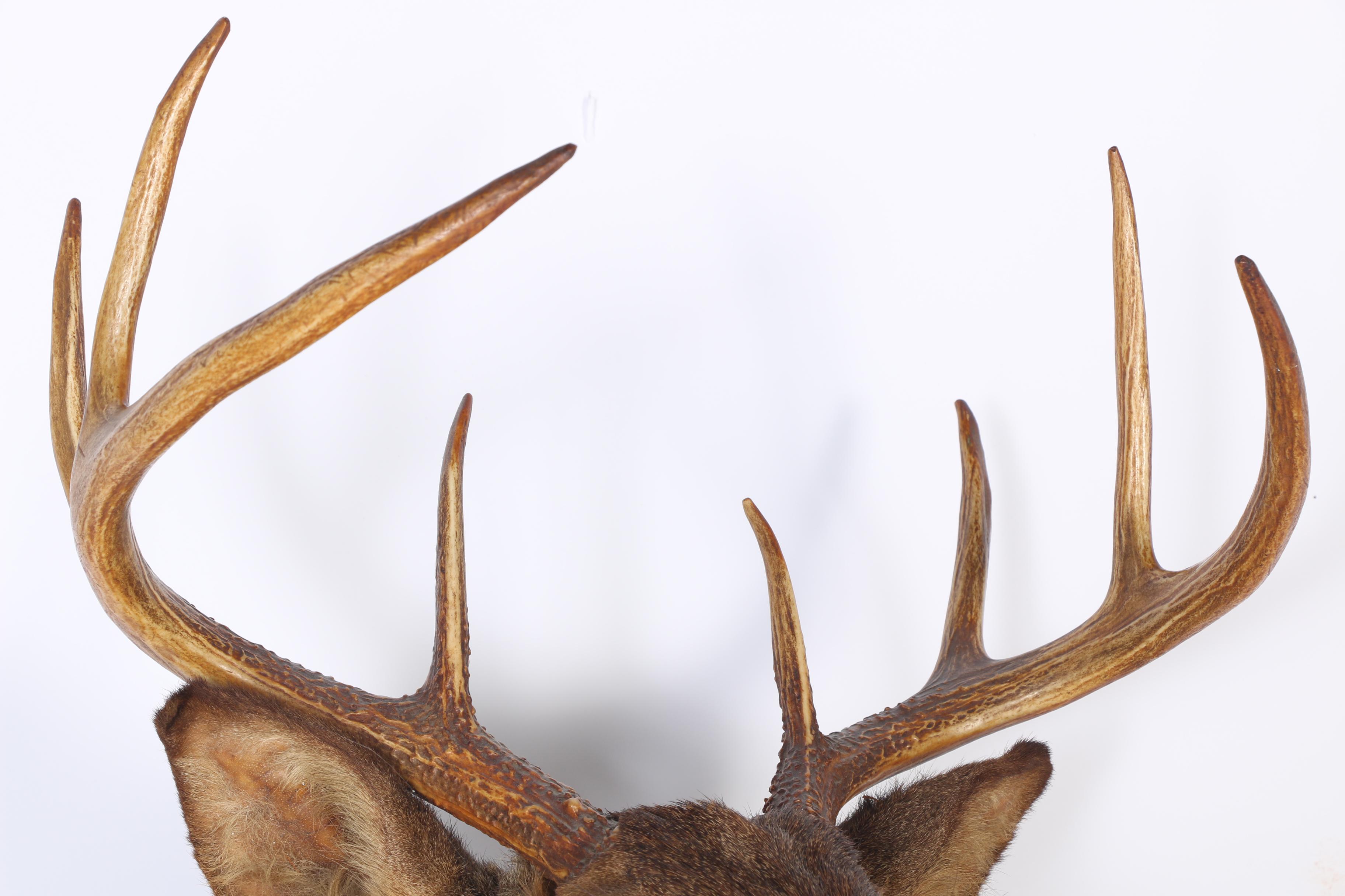 Mounted Deer Head Taxidermy