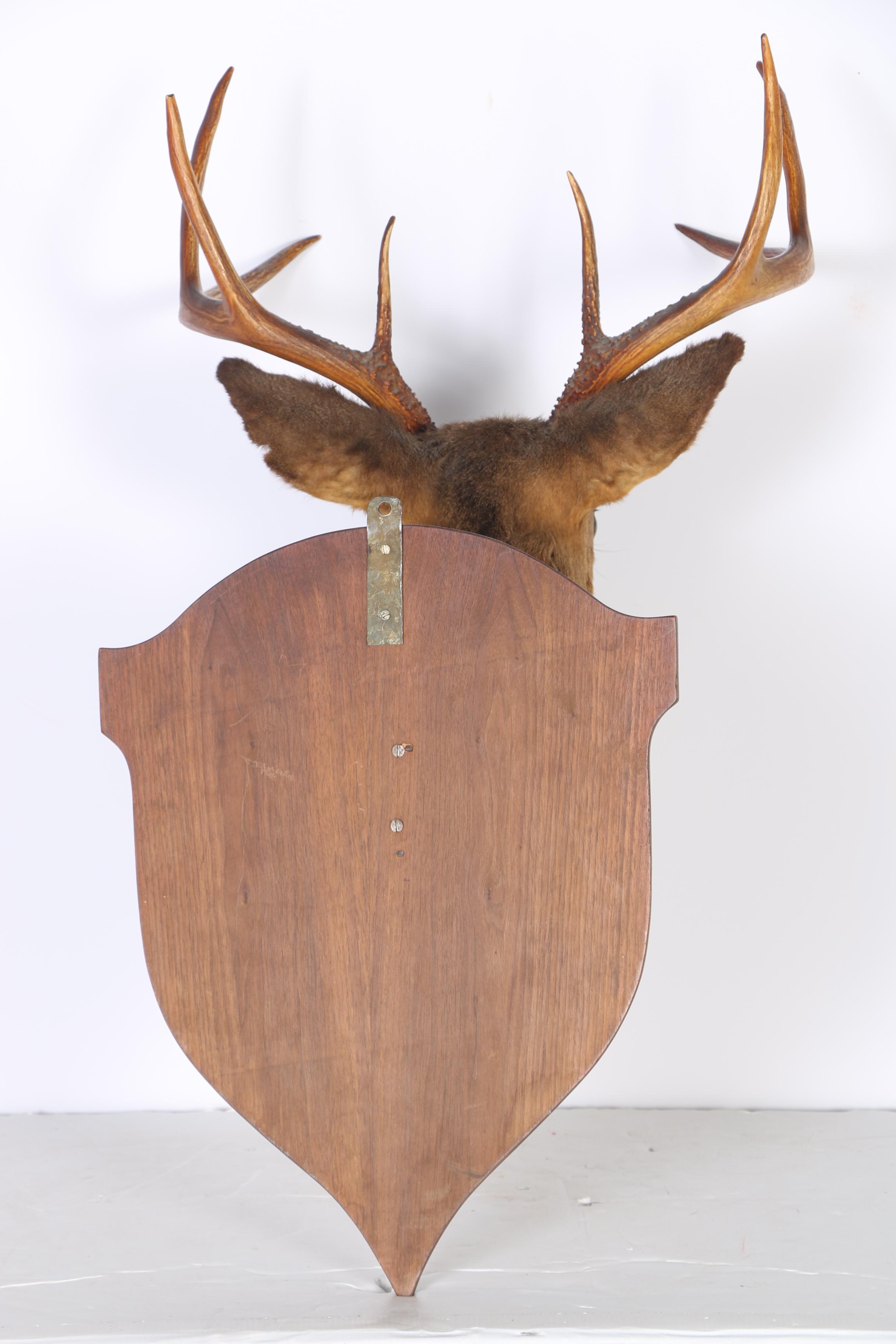 Mounted Deer Head Taxidermy